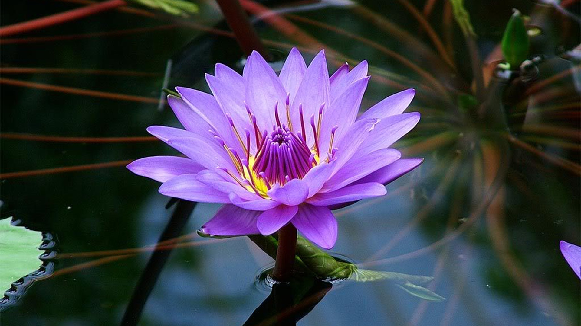 Purple Lotus Flower On Water - HD Wallpaper 