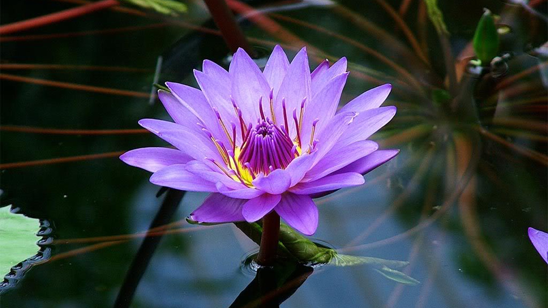 Purple Lotus Flower On Water 1920x1080 Wallpaper teahub.io
