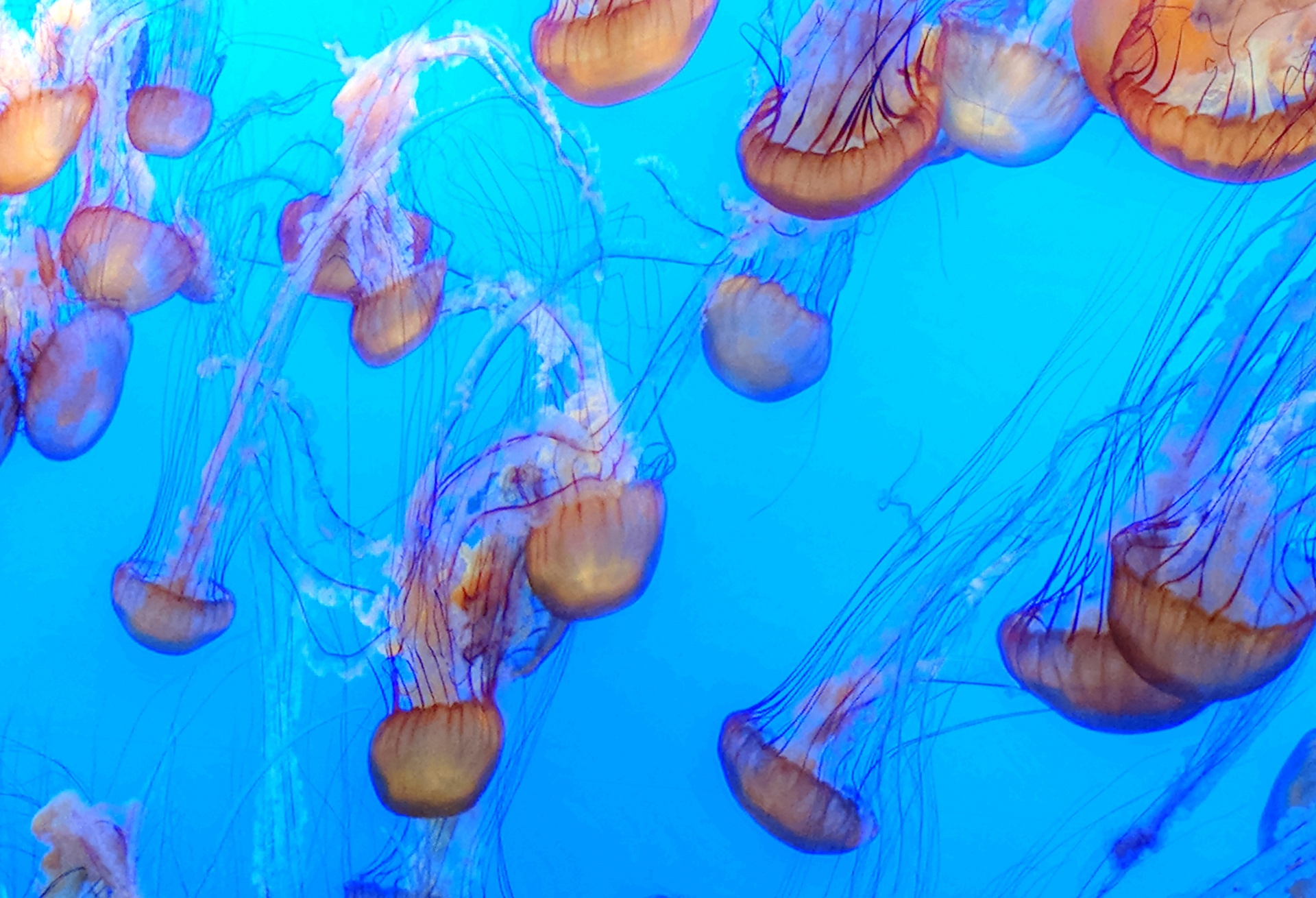 Background Wallpaper Jellyfish Free Photo - Jellyfish Background - HD Wallpaper 