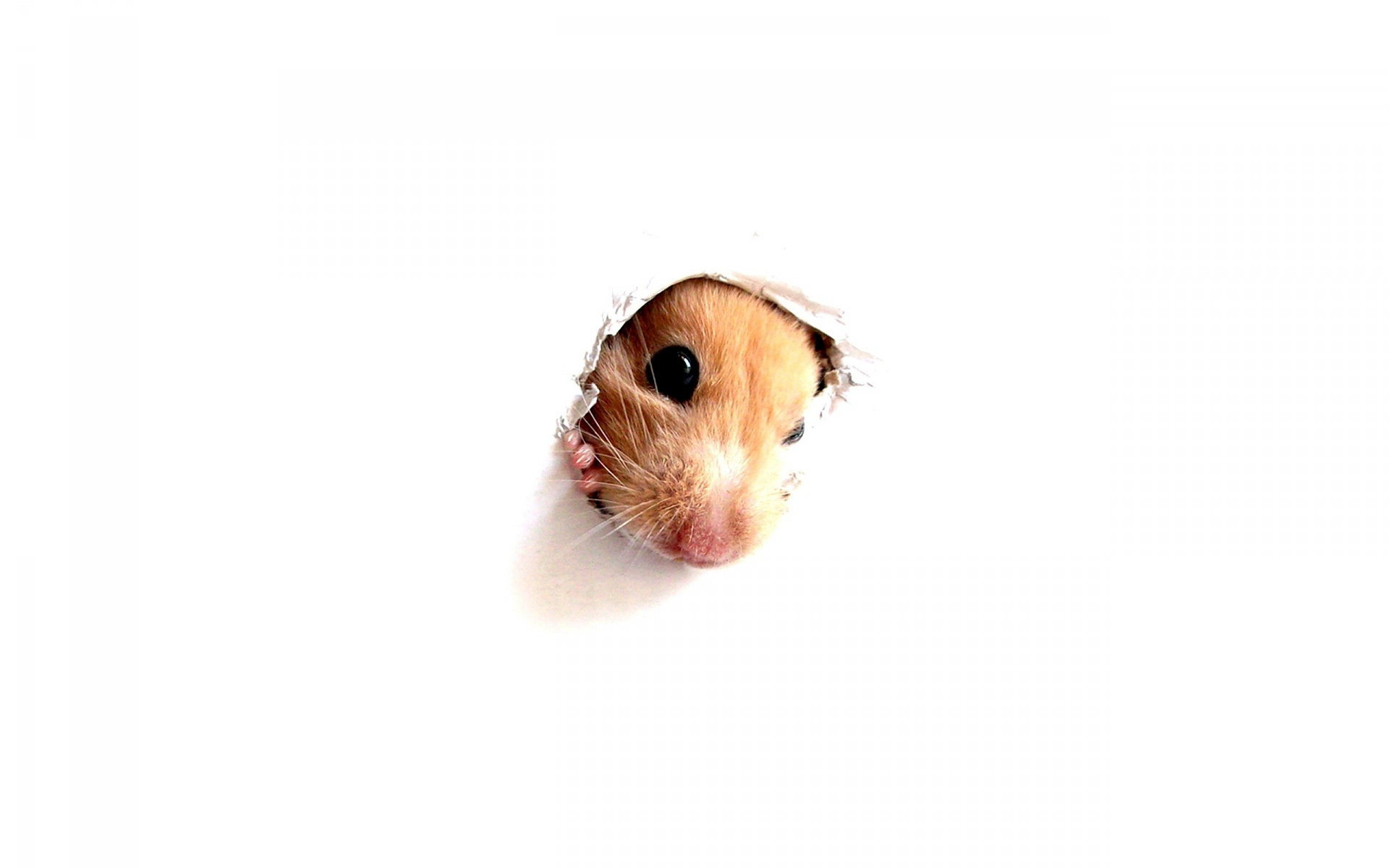 Hamster Wallpaper - Guinea Pig - HD Wallpaper 