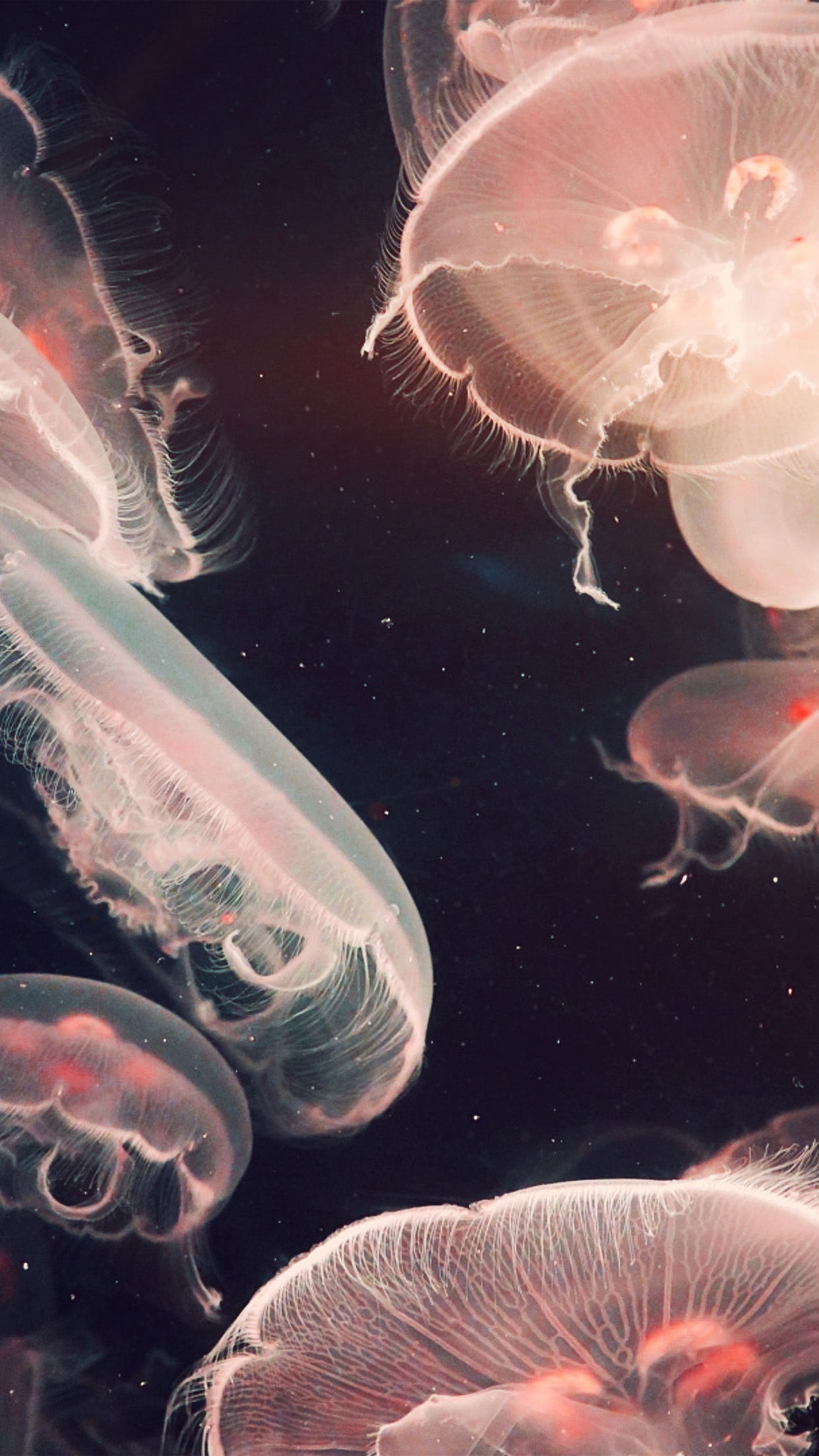 Jellyfish Wallpaper Iphone 8 Plus - 1242x2208 Wallpaper Jellyfish Wallpaper Iphone 8 Plus - 1242x2208 Wallpaper