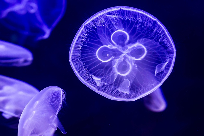 Deep Sea Beautiful Jellyfish - HD Wallpaper 