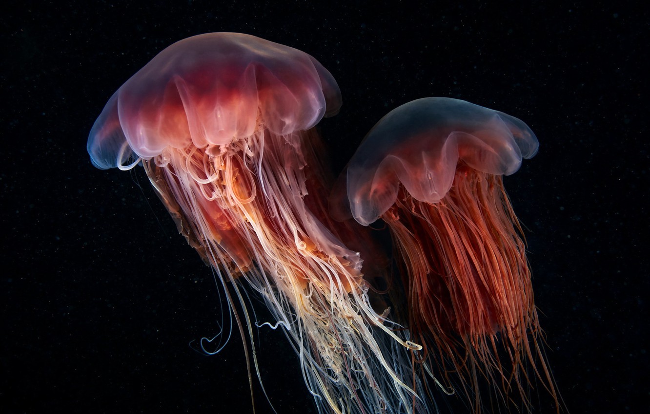 Photo Wallpaper Nature, Background, Jellyfish - Jellyfish - HD Wallpaper 