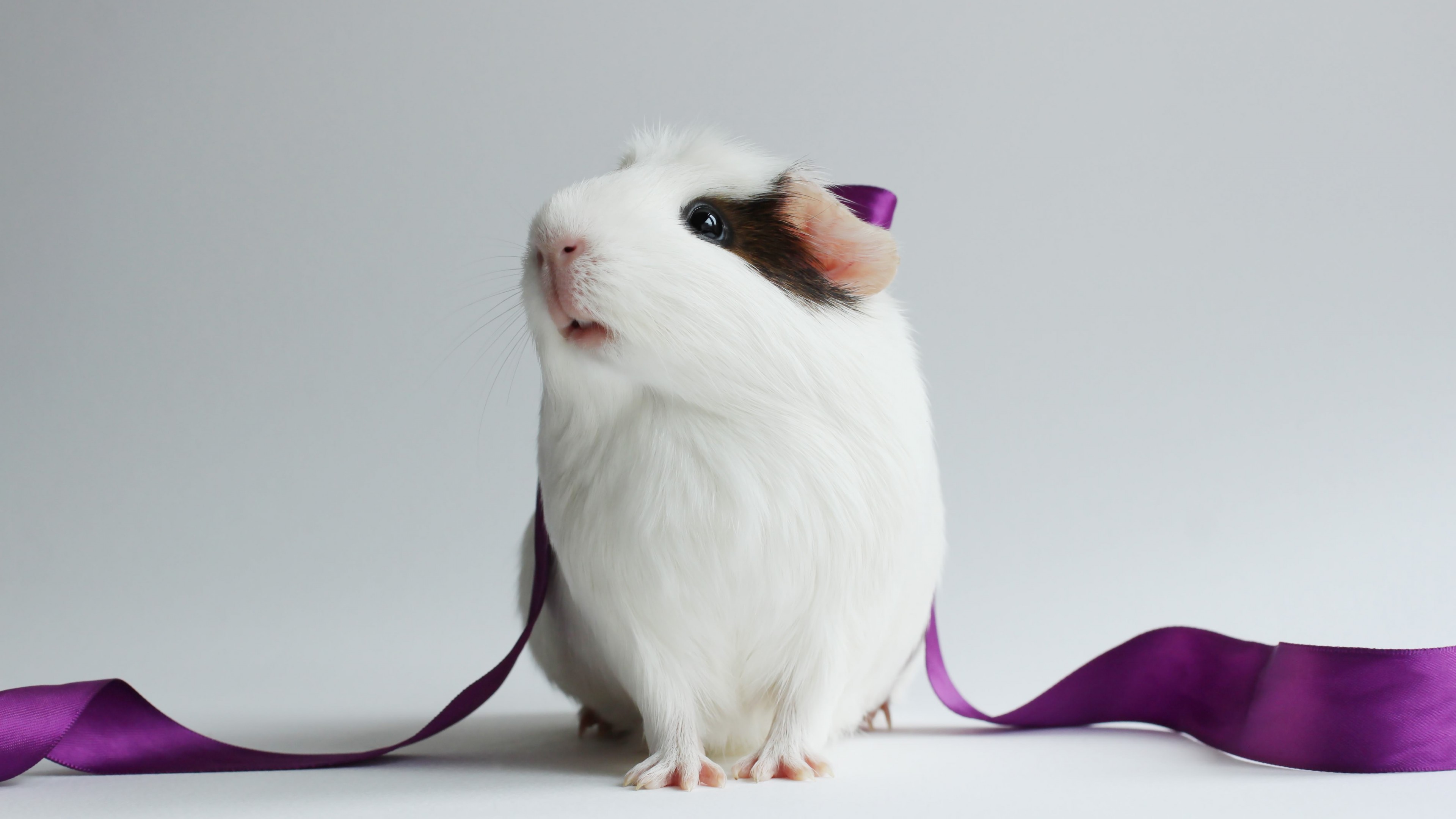 Guinea Pig Vertical - HD Wallpaper 