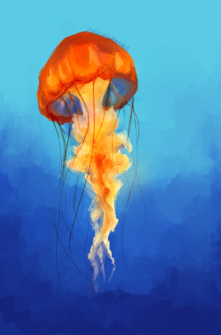 Cool Pictures Of Jellyfish - HD Wallpaper 