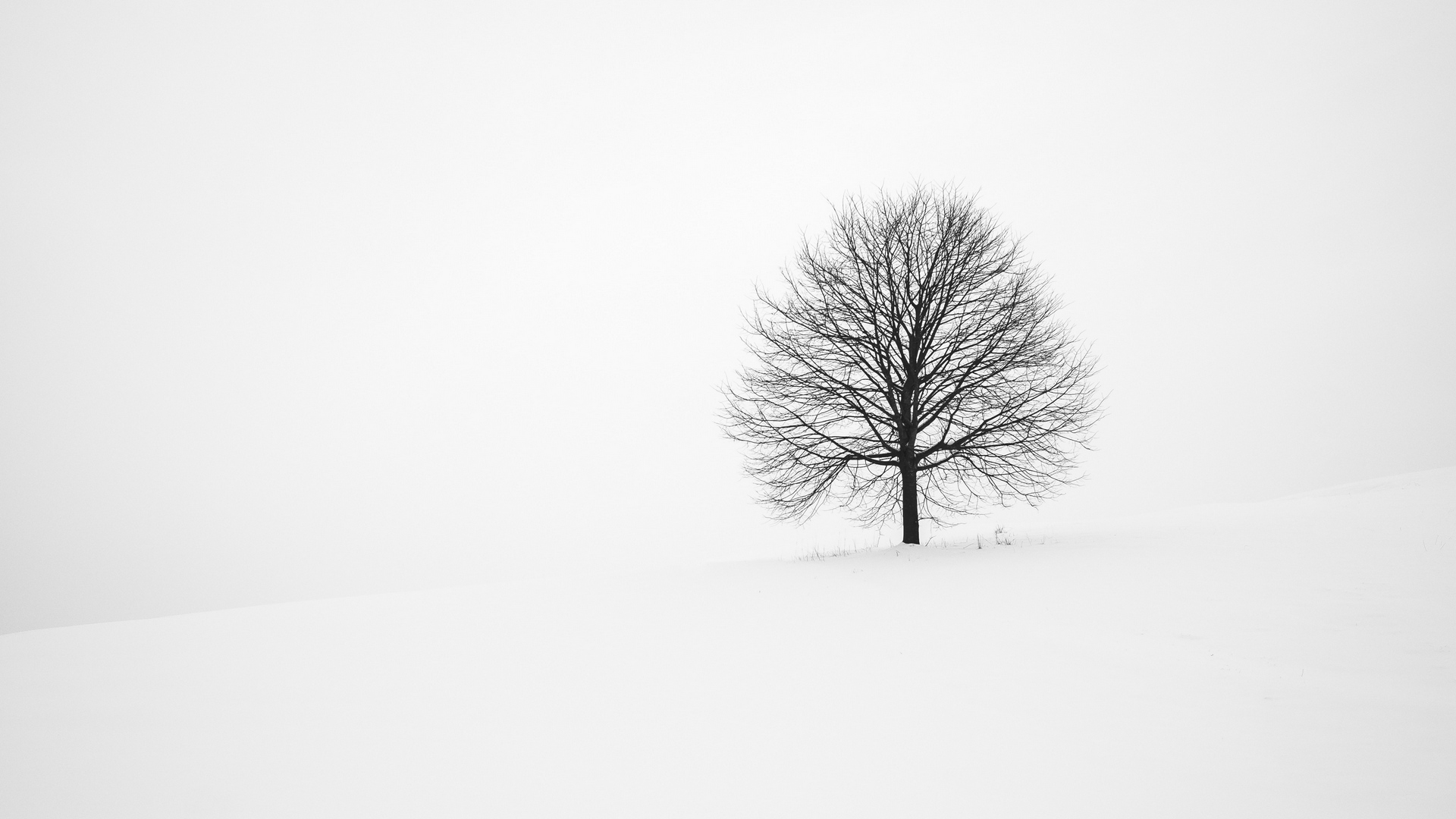 Tree Winter Snow Minimal Hd Wallpaper - Tree In The Snow - HD Wallpaper 