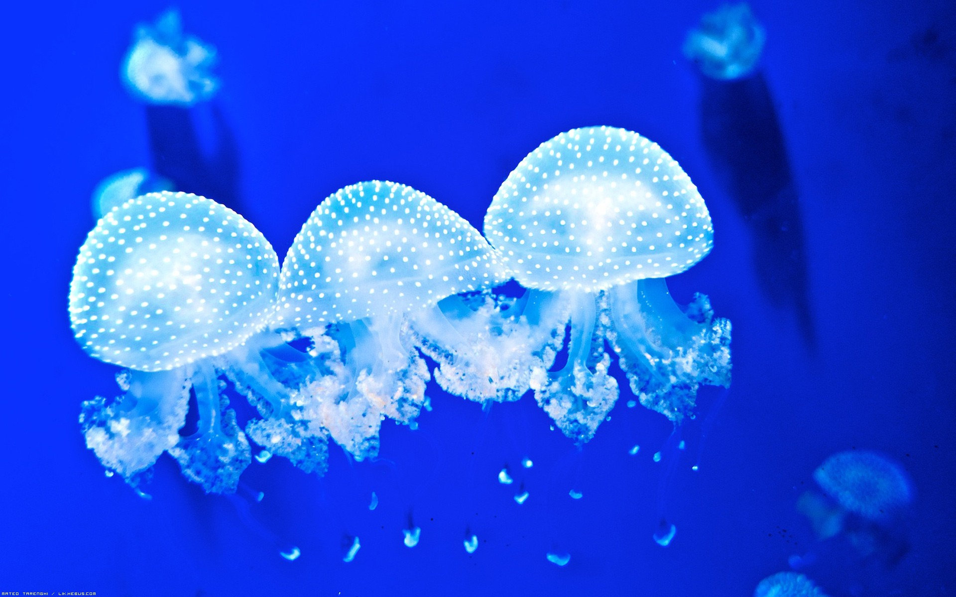 Free Jellyfish High Quality Wallpaper Id - Phyllorhiza Punctata - HD Wallpaper 