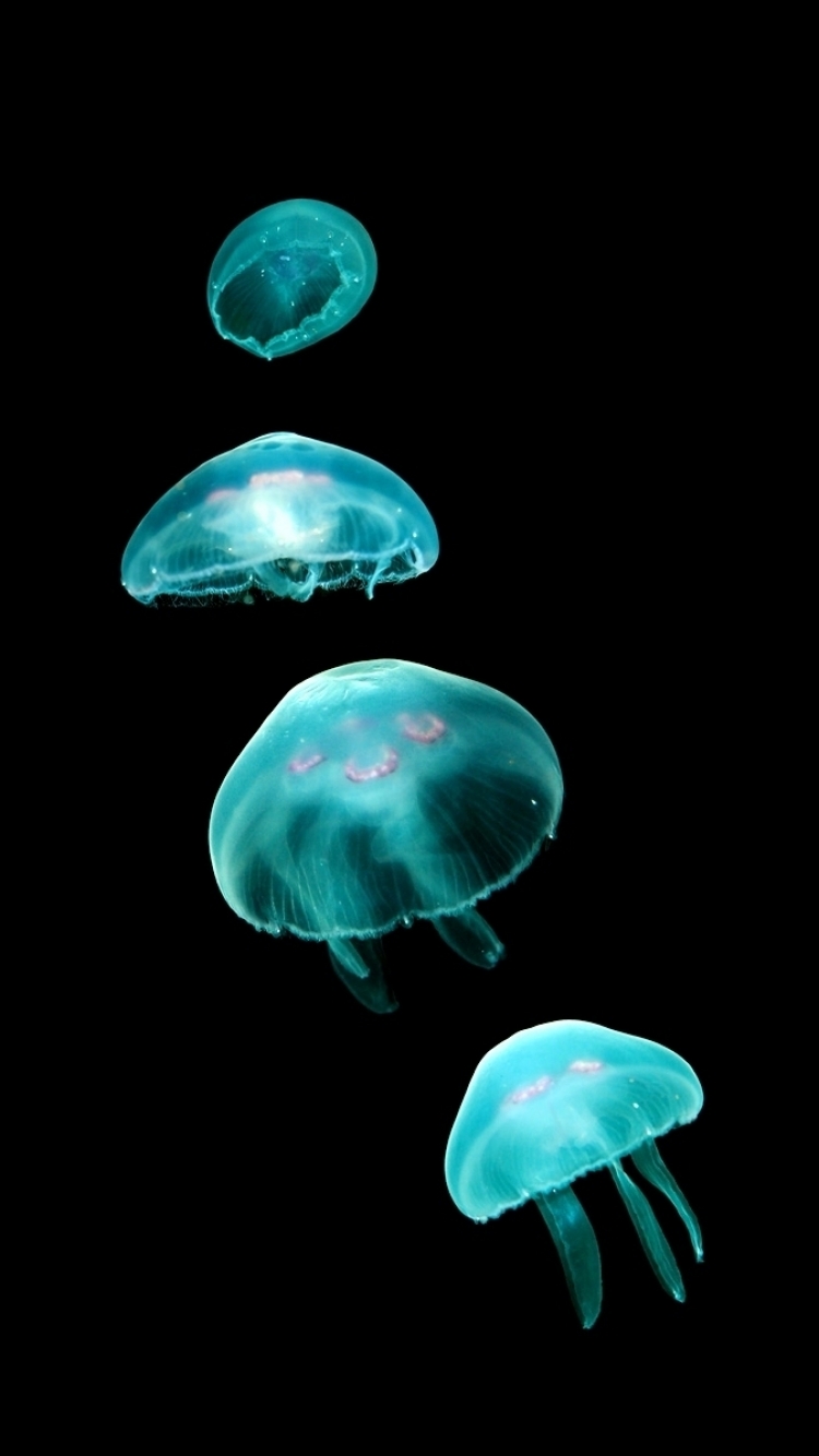 Jellyfish Iphone - HD Wallpaper 