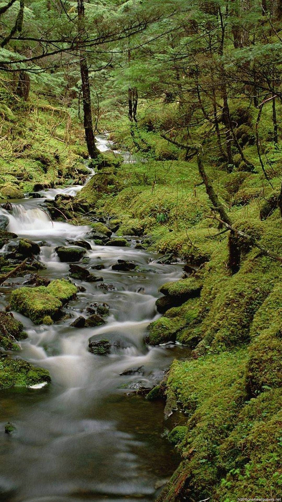 Beautiful Forest Wallpaper Phone 1080x19 Wallpaper Teahub Io Beautiful Forest Wallpaper Phone 1080x19 Wallpaper Teahub Io