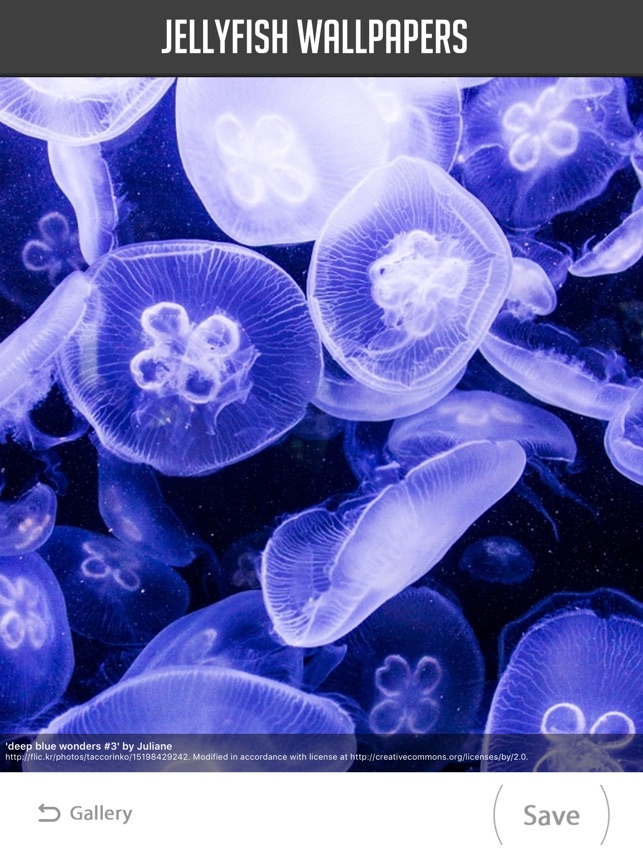 Marine Biology - HD Wallpaper 