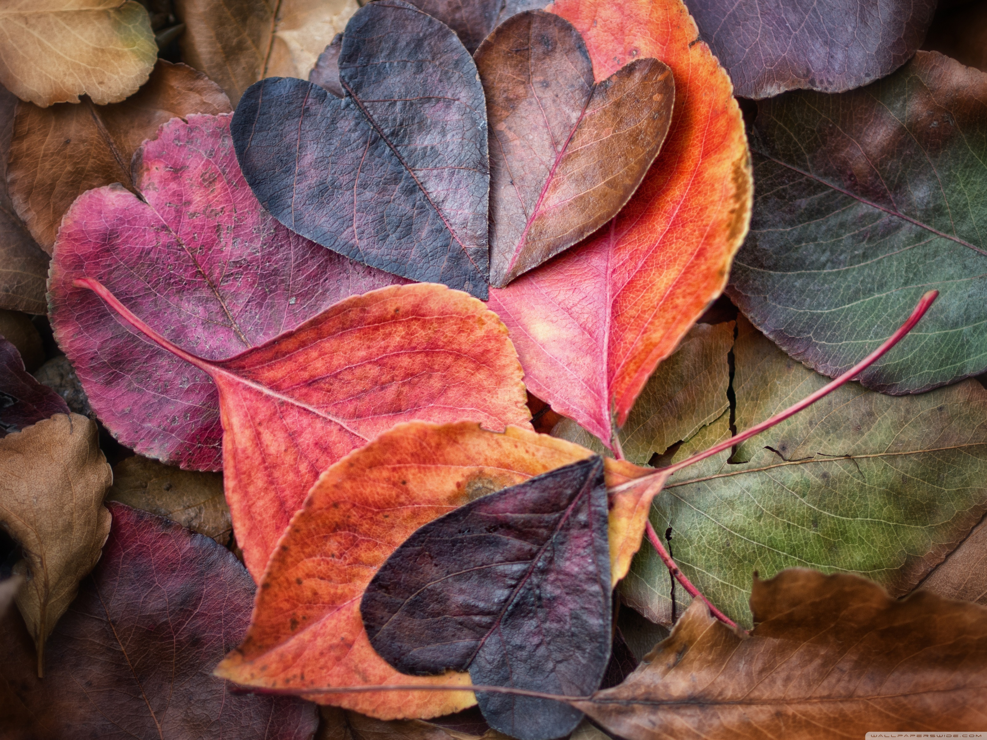Fall In Love Hd Desktop Wallpaper Widescreen High Definition - Lover Wallpaper Full Hd - 3200x2400 Wallpaper Fall In Love Hd Desktop Wallpaper Widescreen High Definition - Lover Wallpaper Full Hd - 3200x2400 Wallpaper