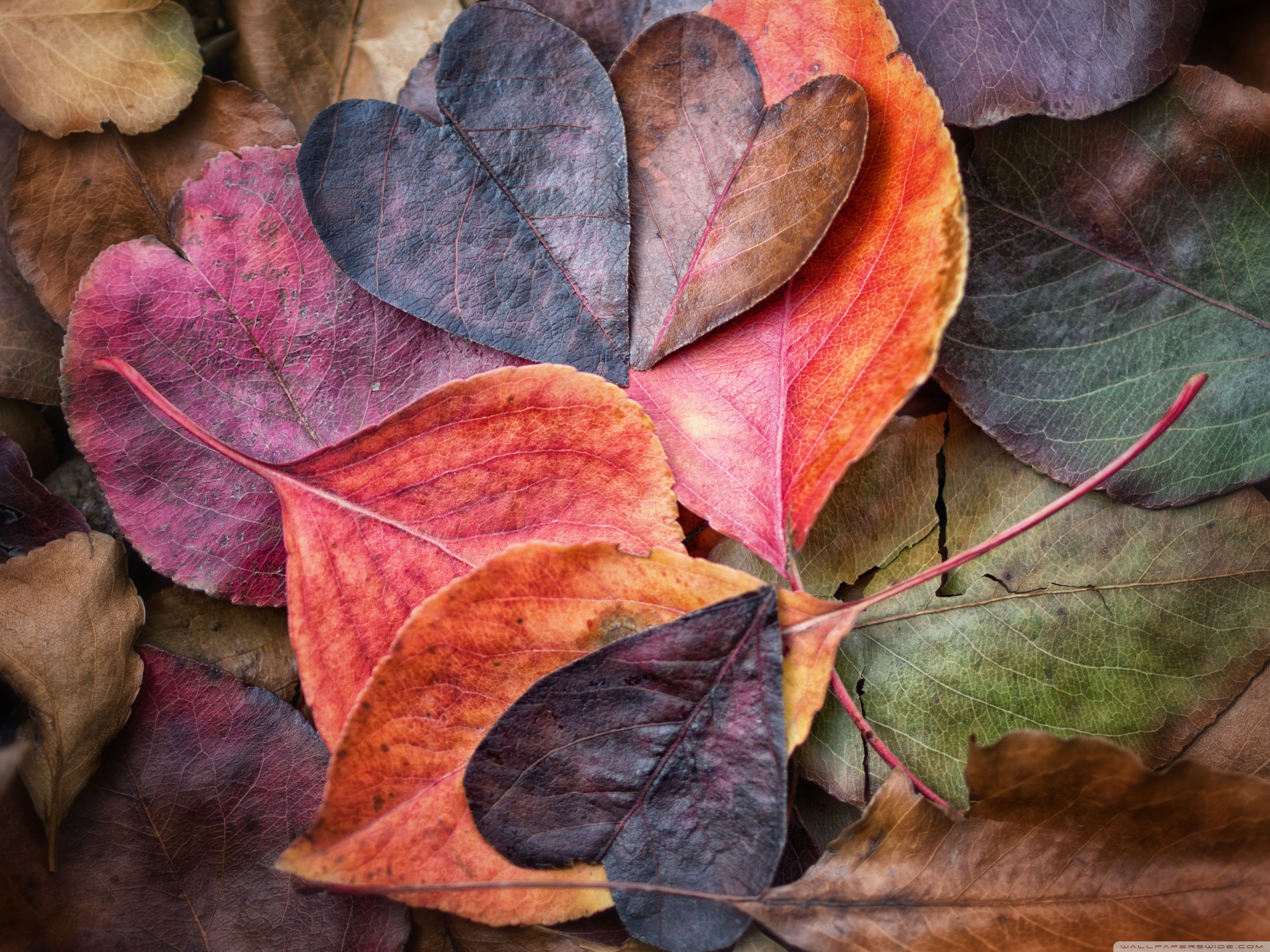 Fall In Love Hd Desktop Wallpaper Widescreen High Definition - Lover Wallpaper Full Hd - HD Wallpaper 