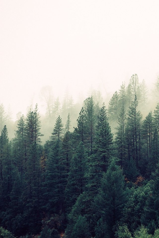 Nature Forest Trees Fog - Forest Cover Photos For Facebook - HD Wallpaper 