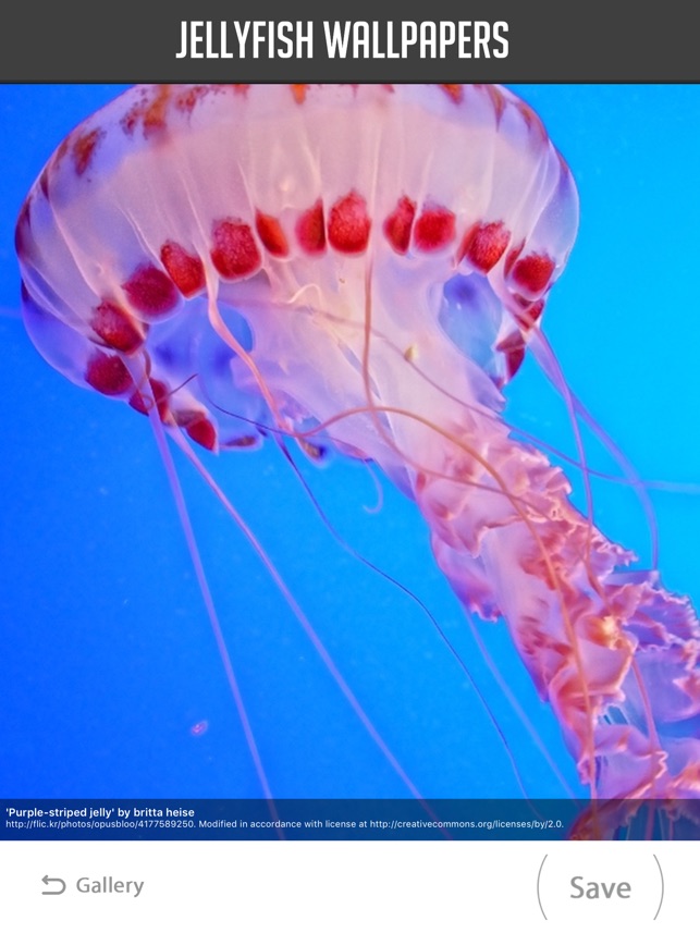 Box Jellyfish - HD Wallpaper 