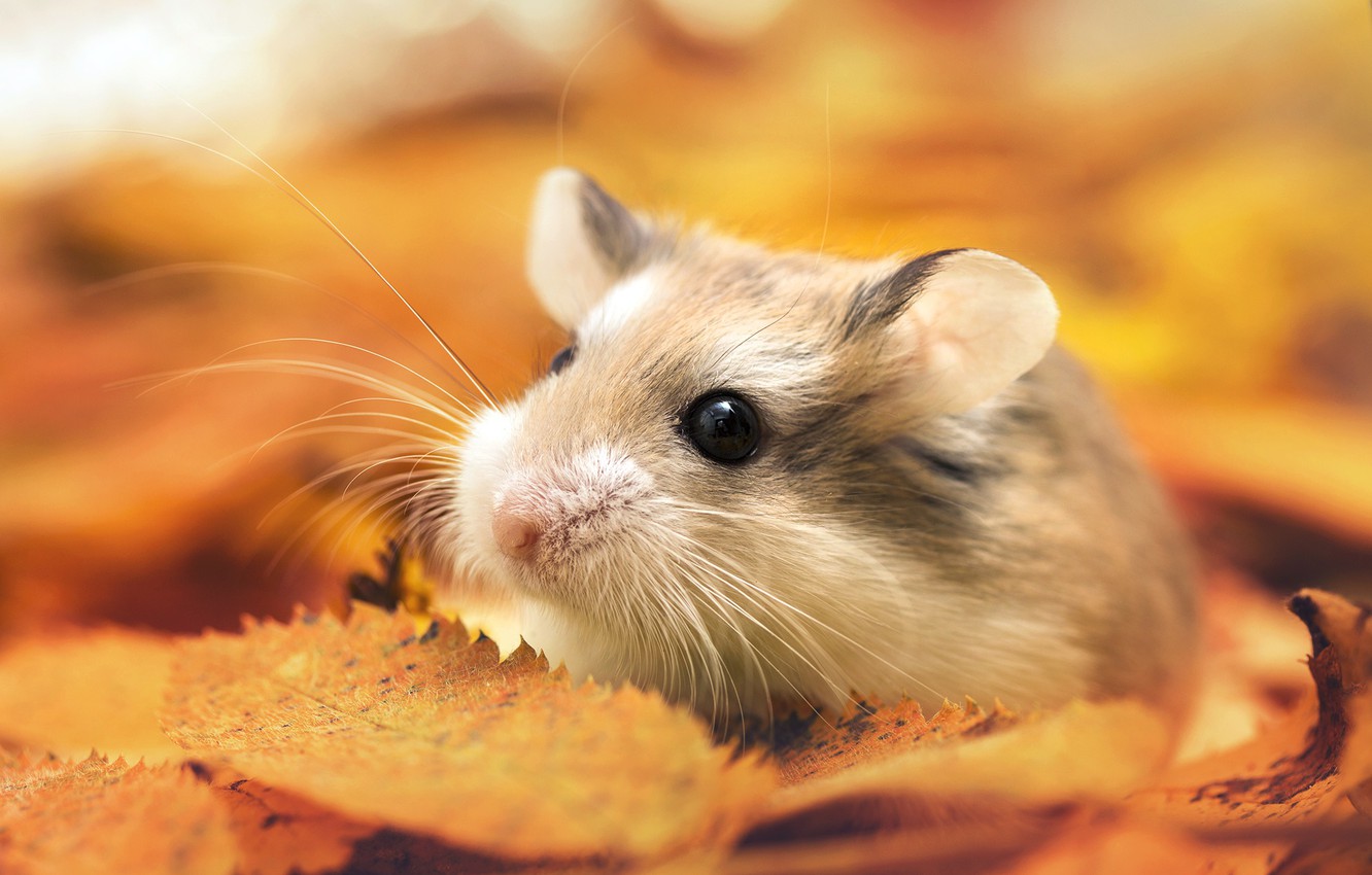 Photo Wallpaper Autumn, Leaves, Macro, Hamster, By - Мышь В Осенних Листьях - HD Wallpaper 