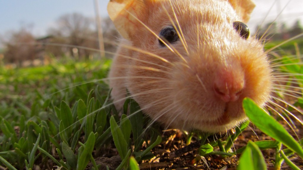 Hamster 4k - HD Wallpaper 