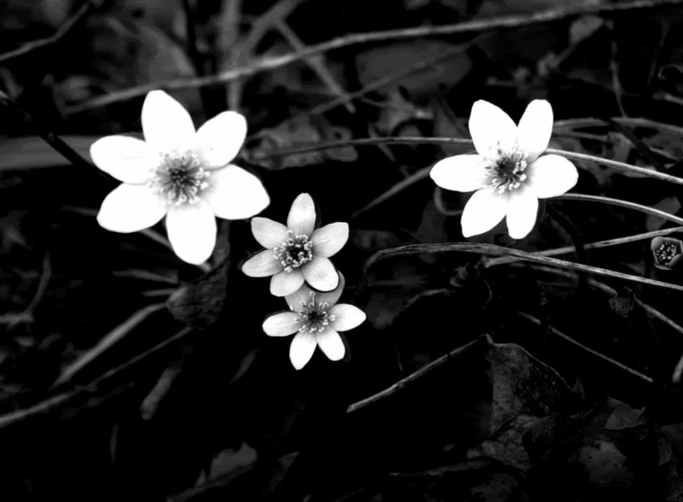 Black And White Flowers Wallpapers Hd - Black And White Flower - HD Wallpaper 