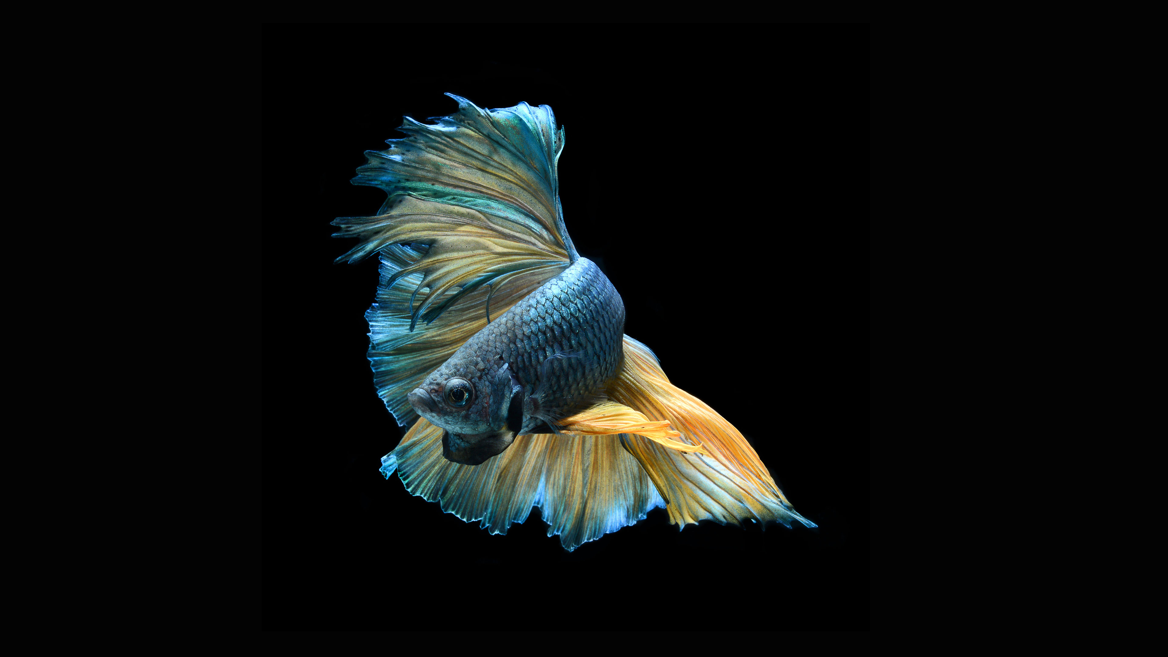 Betta Fish - Fish Black Background - HD Wallpaper 