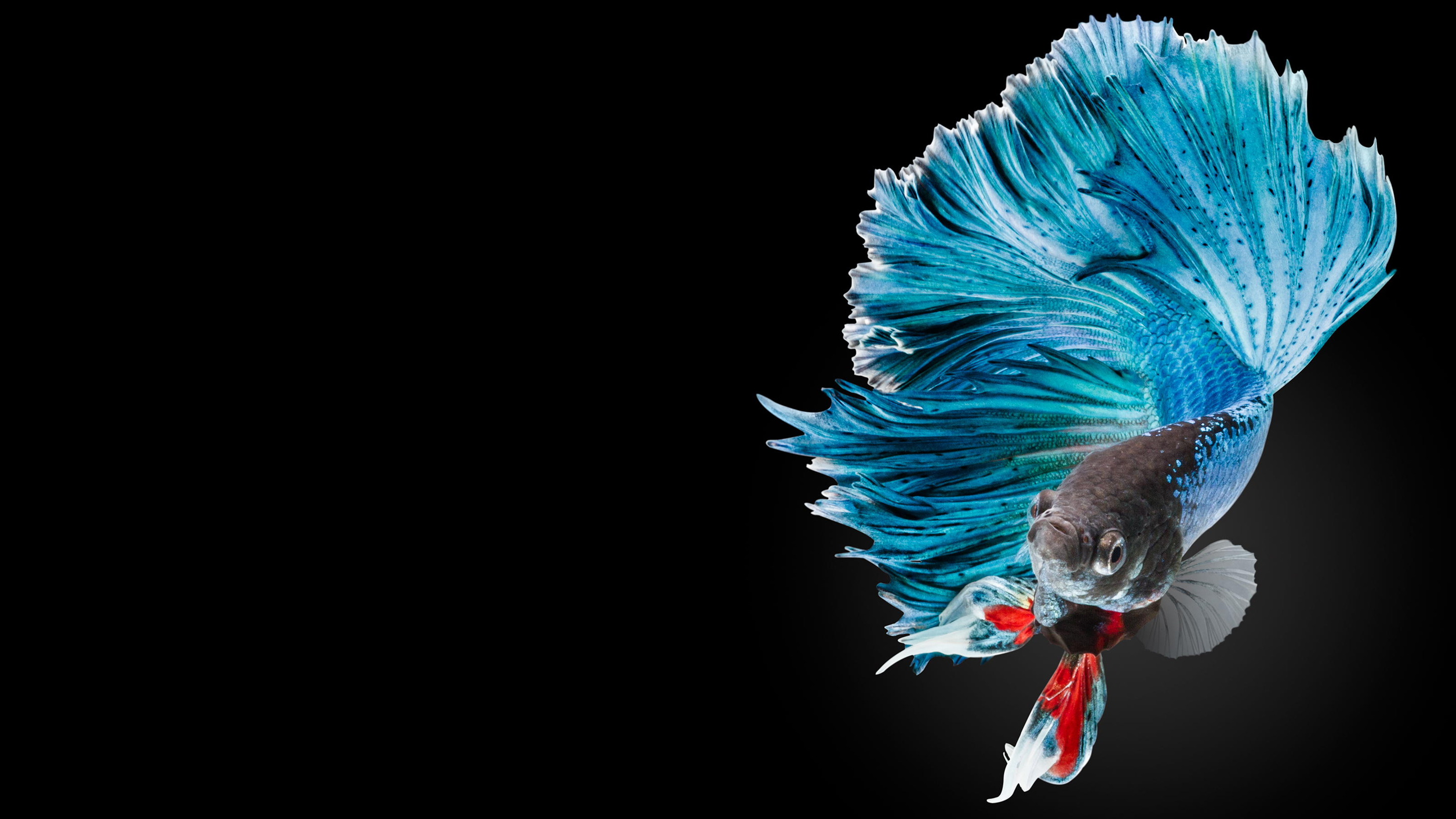 Desktop Betta Fish Wallpaper Hd - HD Wallpaper 