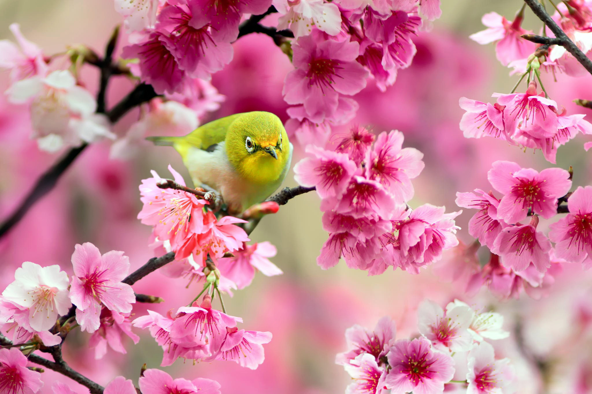 Wiki Green Bird Sparrow Cherry Flowers Spring 
 Data - Spring Bird - HD Wallpaper 