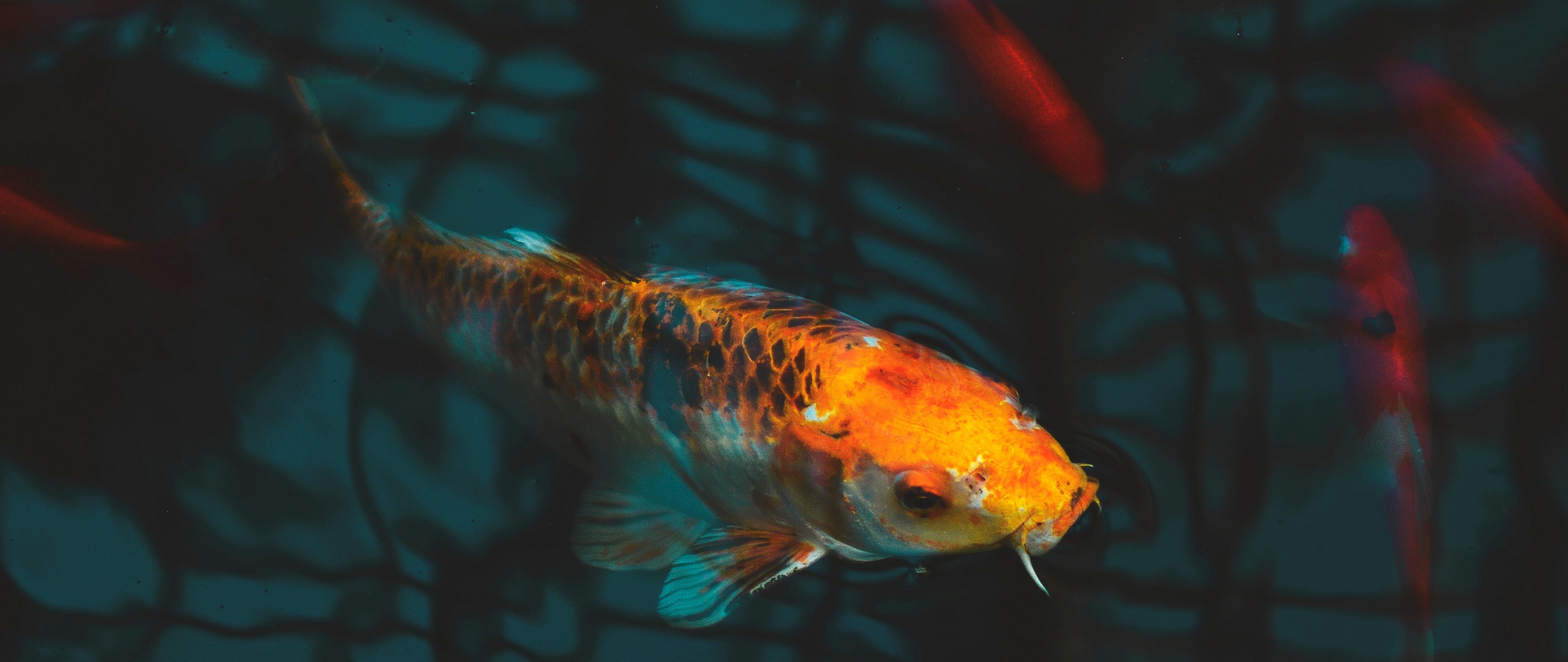 Wallpaper Fish, Carp, Koi, Aquarium - Koi Fish Underwater - HD Wallpaper 