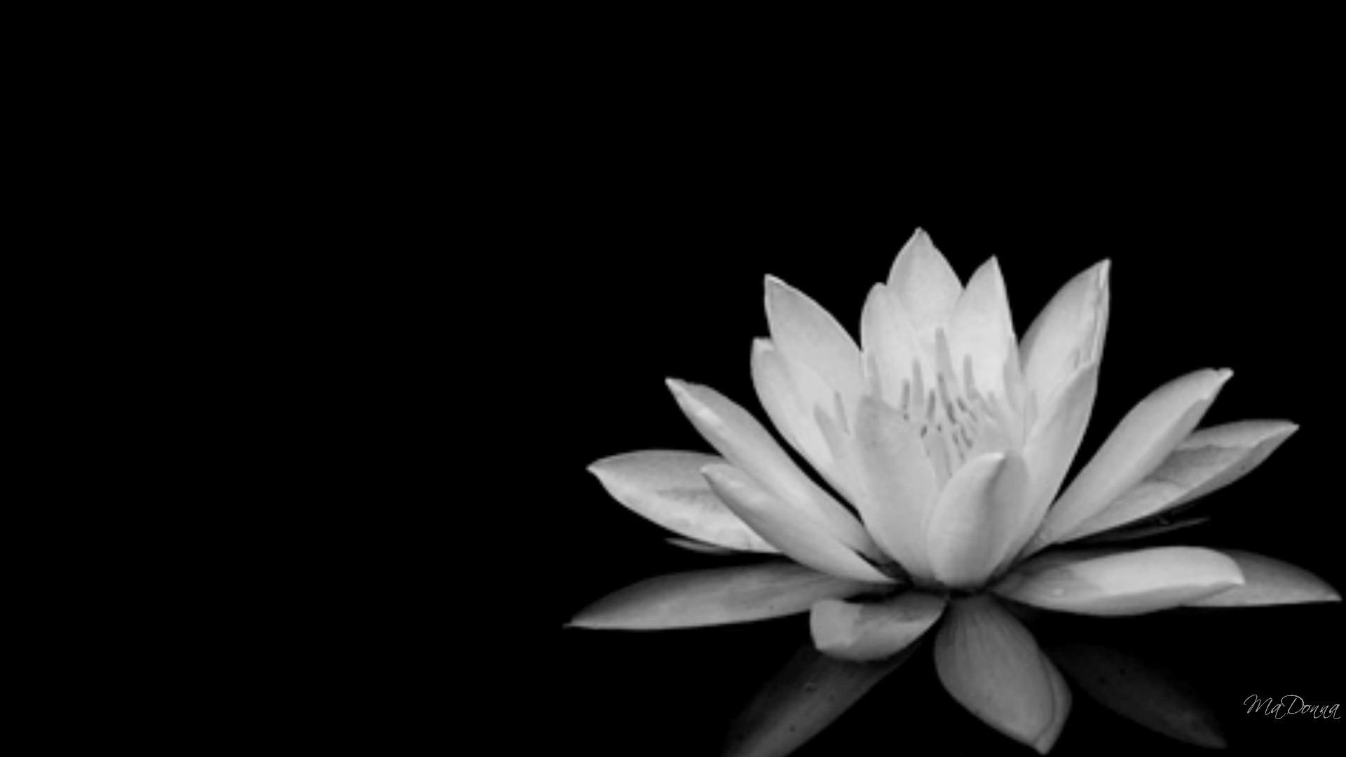 Black And White Flowers Background Black And White - Black And White Lotus - HD Wallpaper 