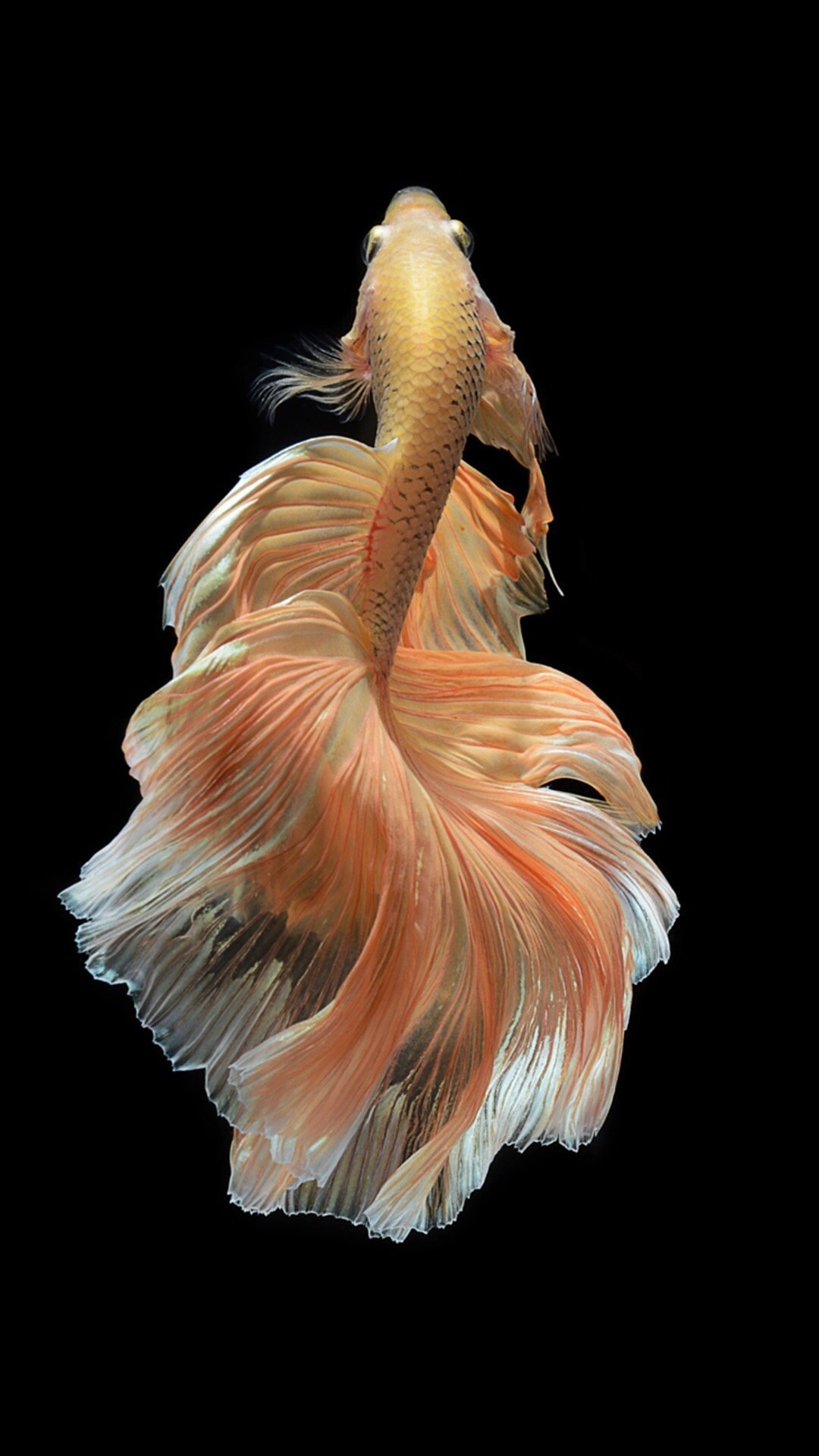 Iphone Fish Wallpapers - Fish Wallpaper Iphone - 1080x1920 Wallpaper - Iphone Fish Wallpapers - Fish Wallpaper Iphone - 1080x1920 Wallpaper -