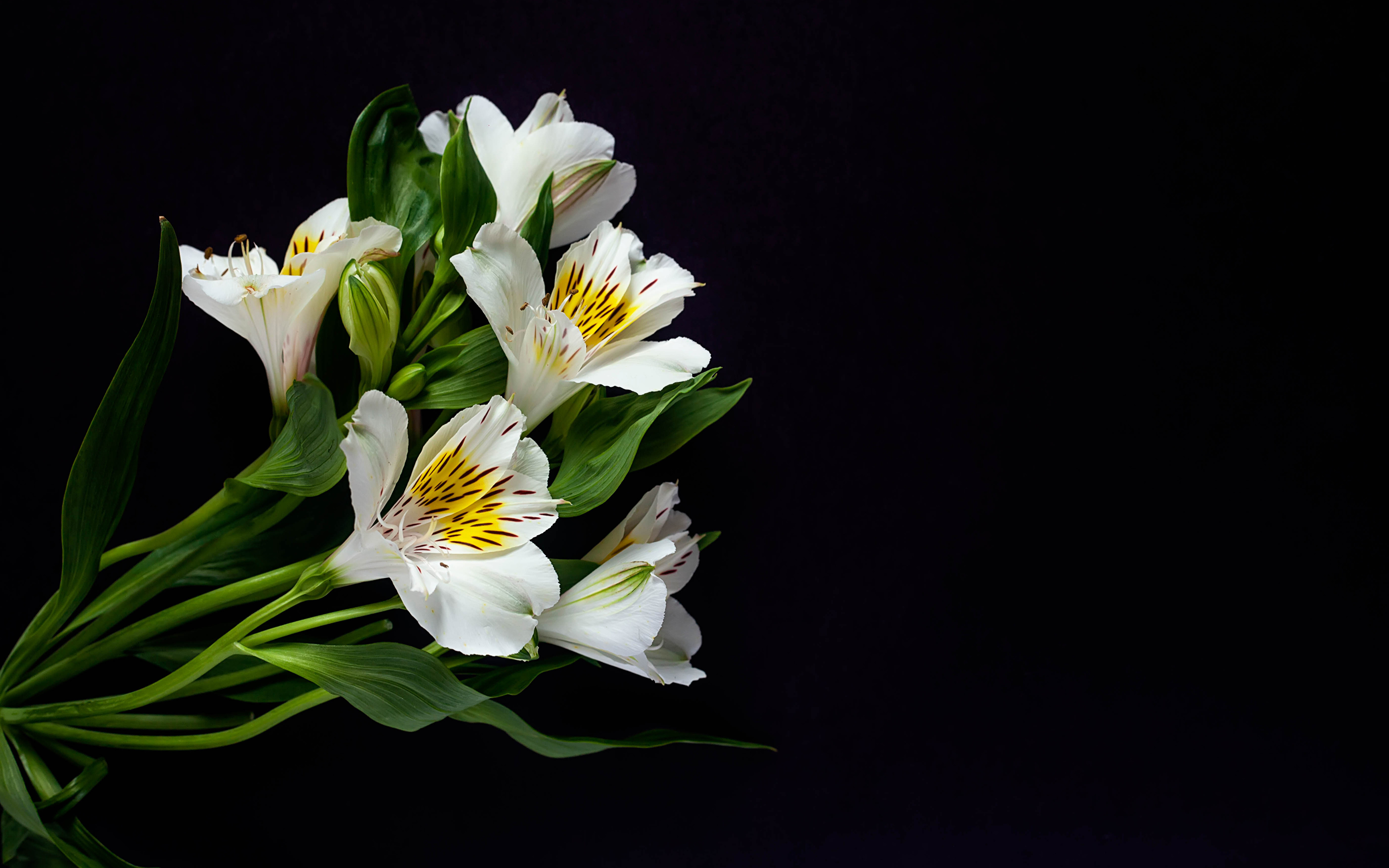 Flowers With Black Background - HD Wallpaper 
