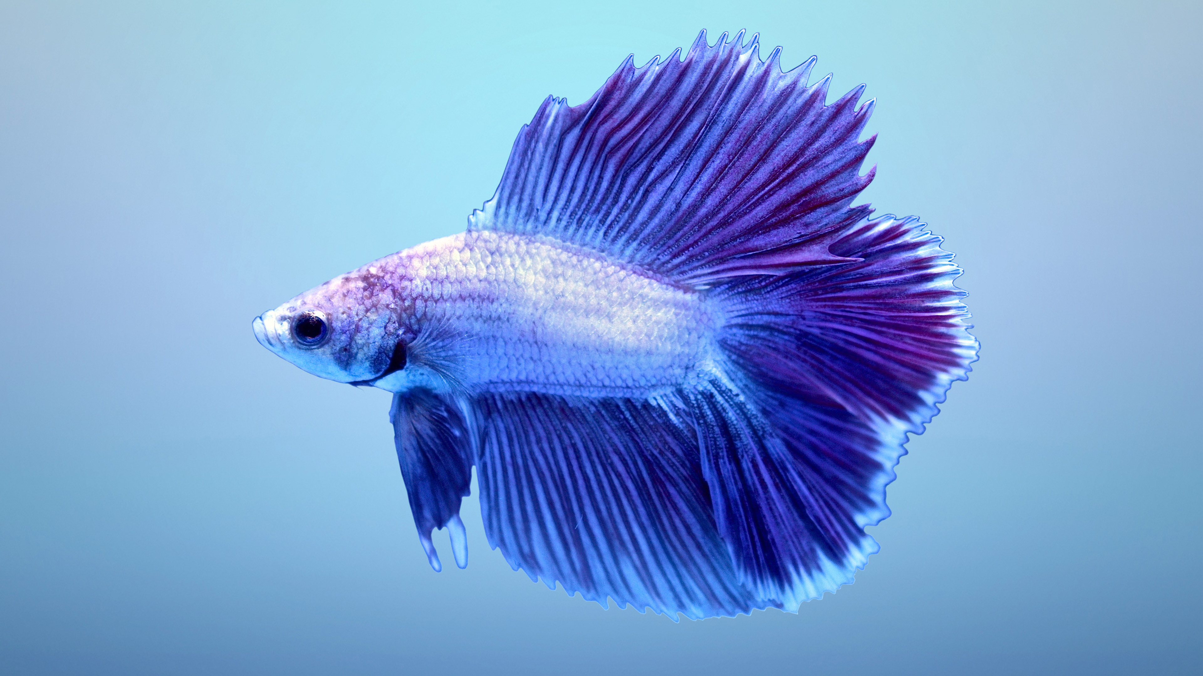 Half Moon Fighter Fish - HD Wallpaper 