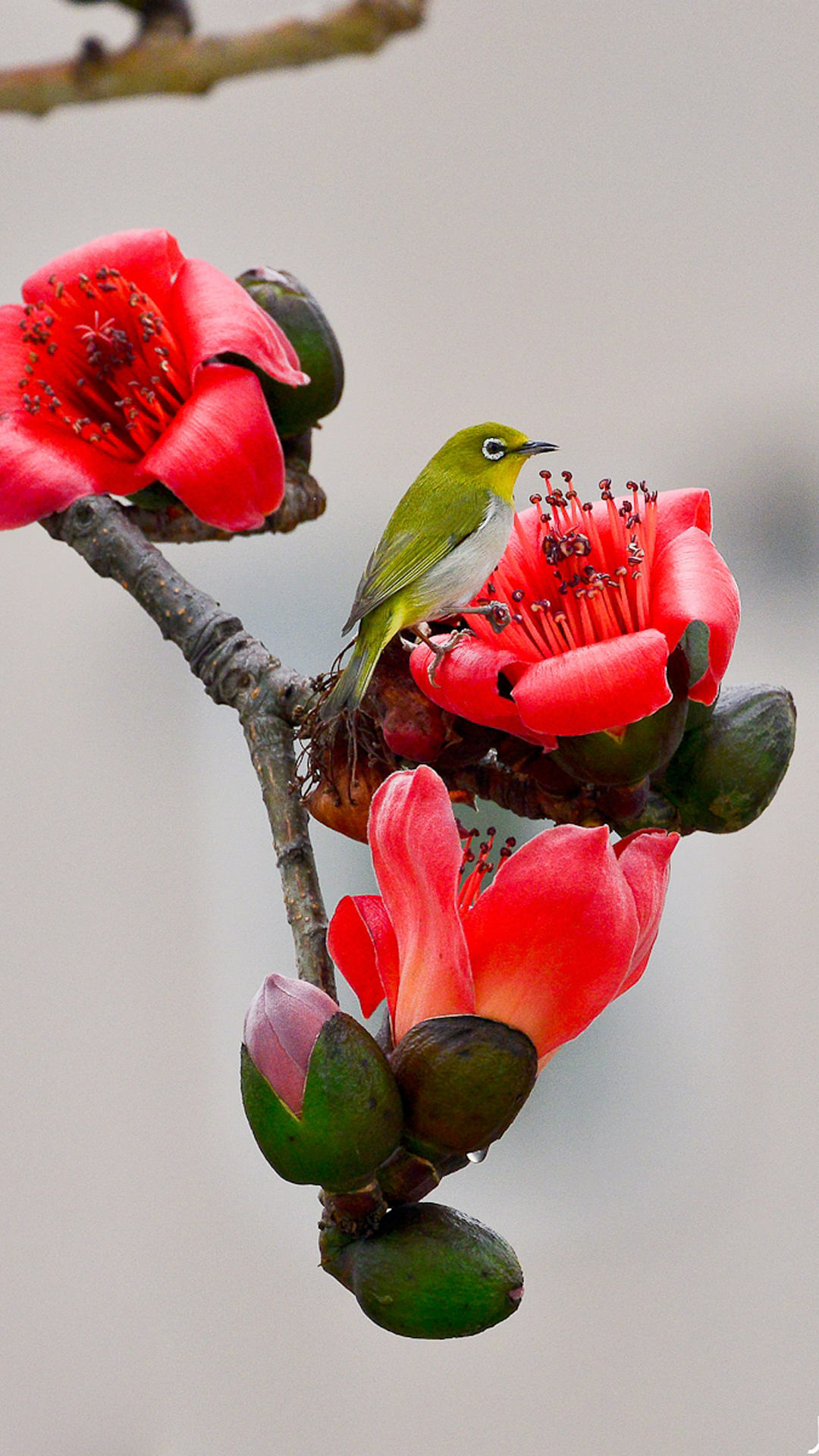 Flowers And Birds Wallpaper - HD Wallpaper 
