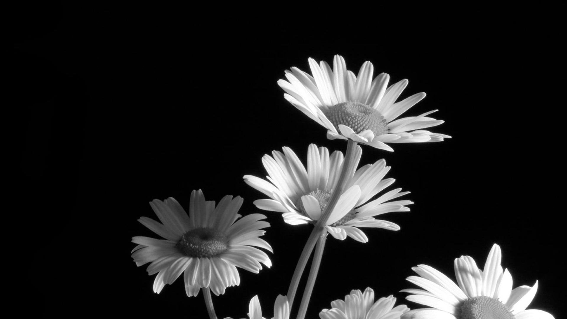 Black And White Flower Wallpaper - Black And White Flower Wallpaper Hd - HD Wallpaper 