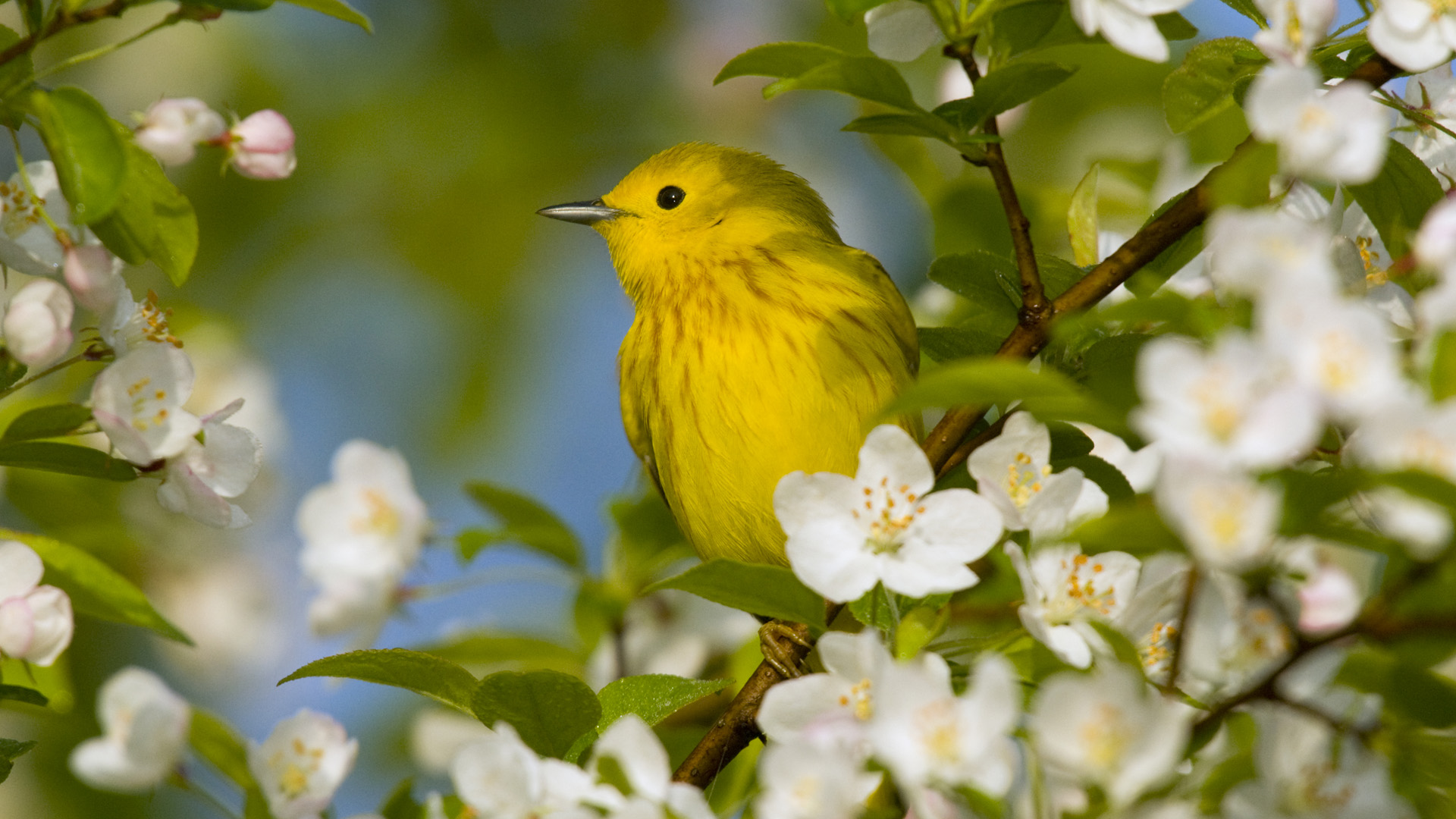 Spring Birds With Flowers - HD Wallpaper 