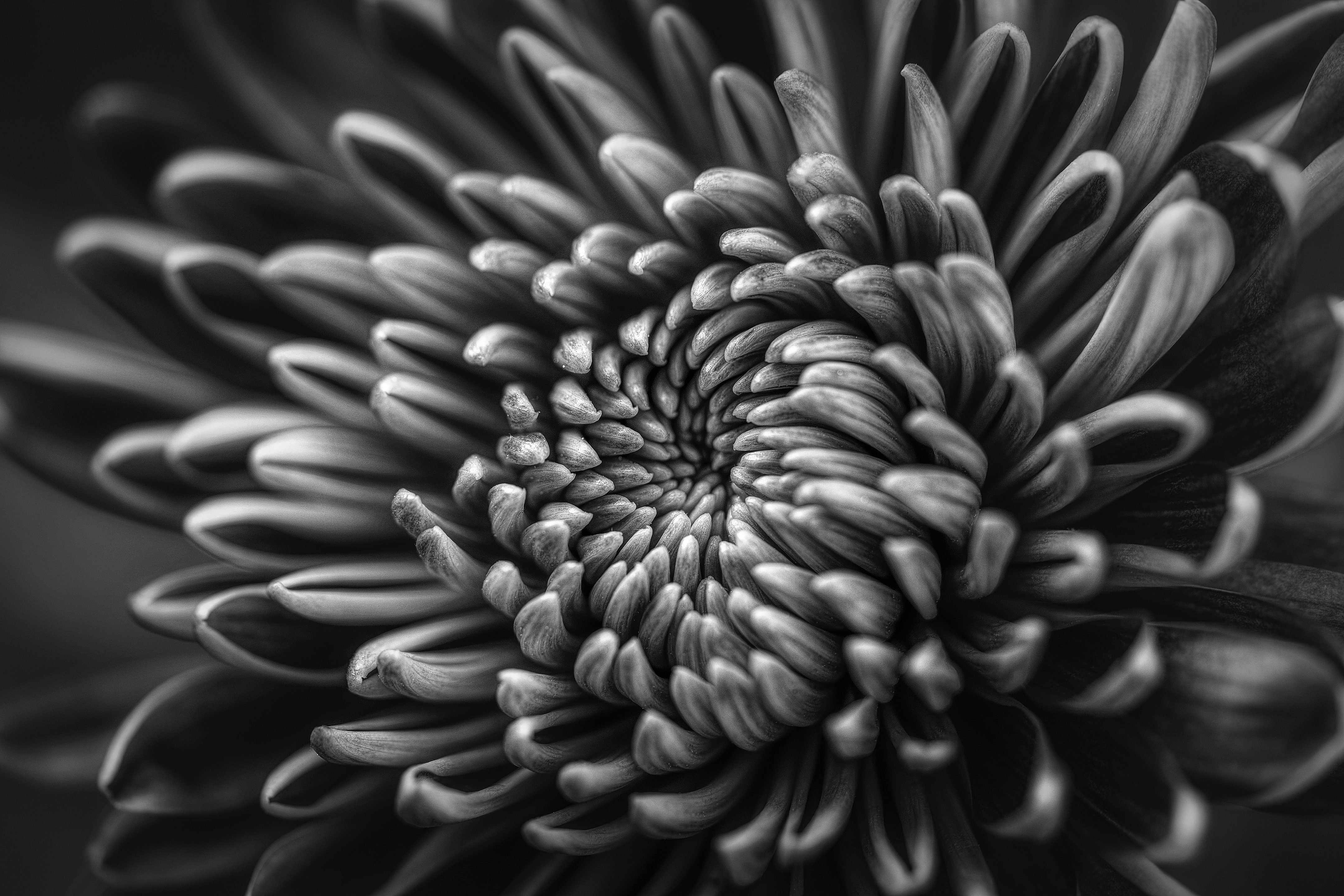 Black And White Flower Wallpaper - HD Wallpaper 