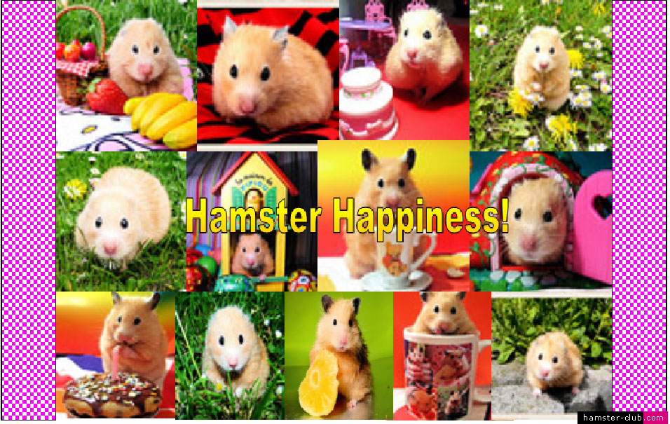 Hamster - HD Wallpaper 