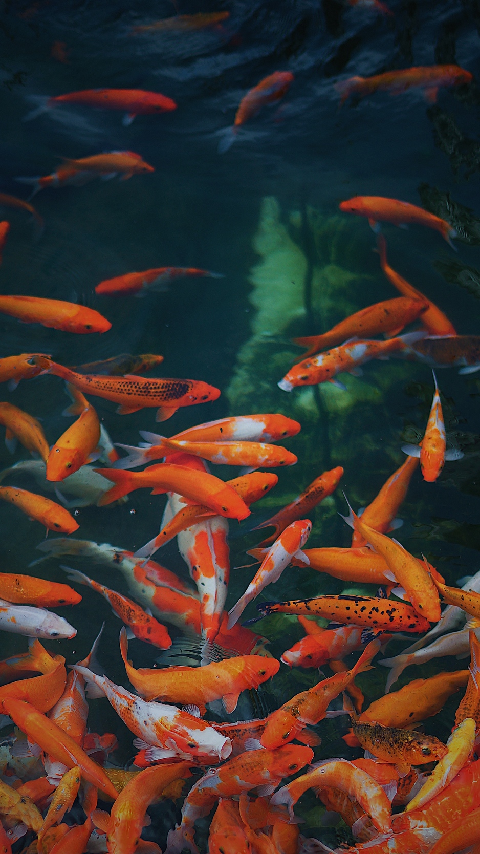 Wallpaper Fish, Underwater World, Gold - Fish 1080 X 1920 - HD Wallpaper 