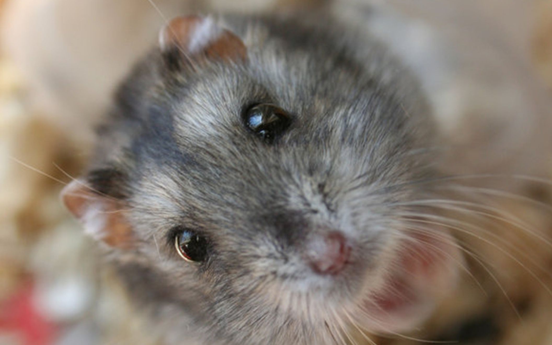 Download Free Hd Dwarf Hamster Wallpaper, Image - Cute Winter White Hamster - HD Wallpaper 