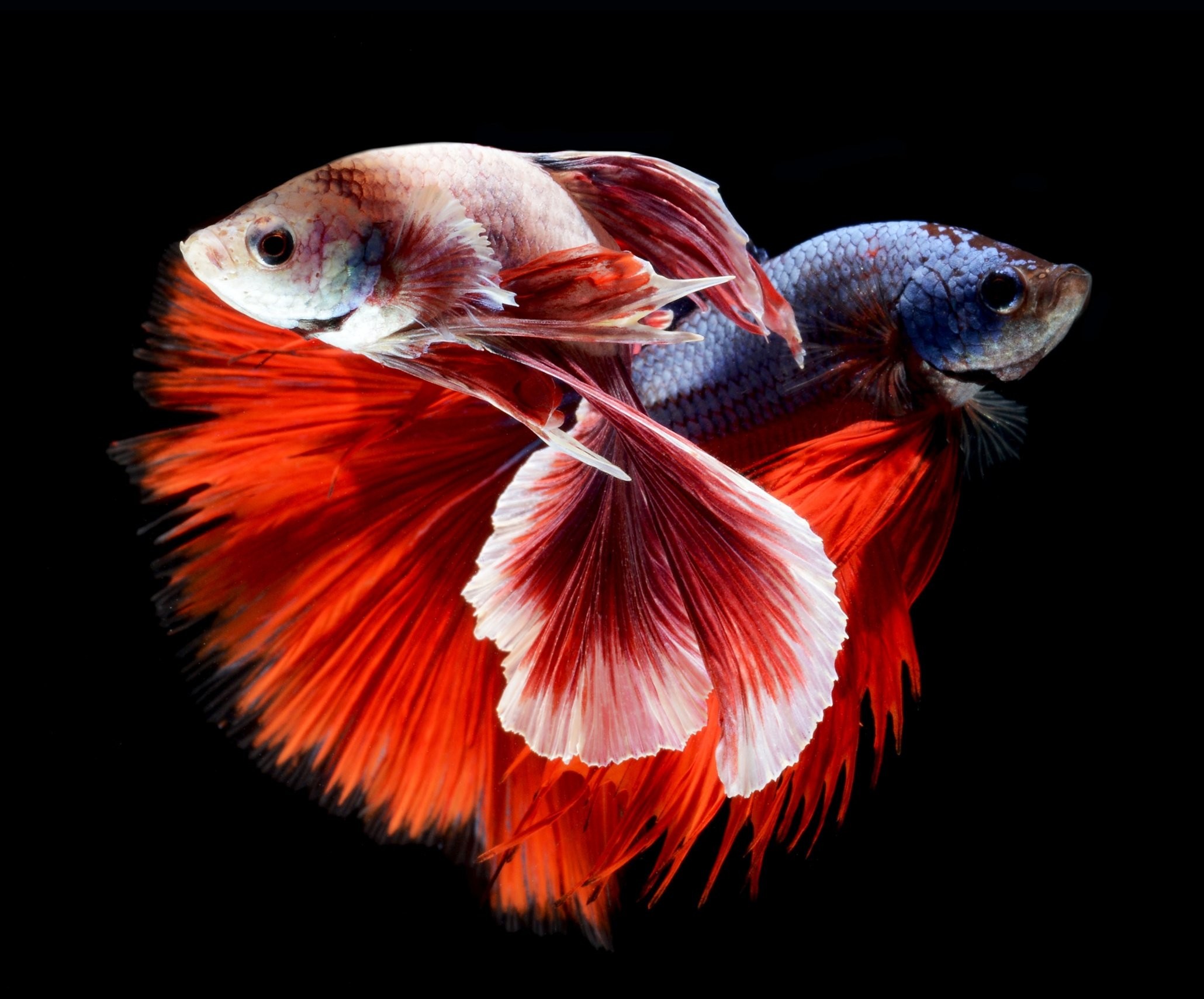 Photos Betta Fish Download Desktop Wallpapers High - Betta Fish High Resolution - HD Wallpaper 
