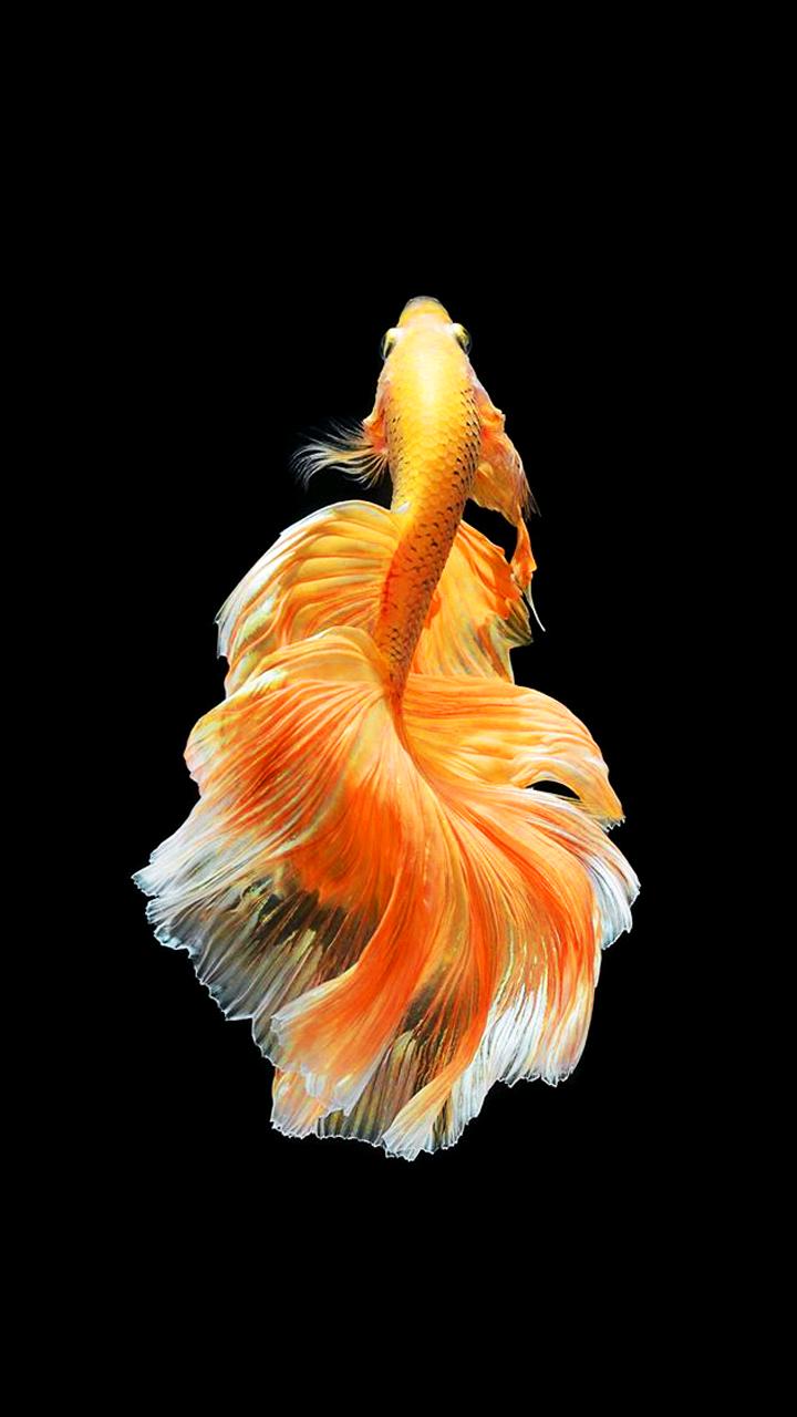 Bettafish Wallpaper F11 Note 10 Wall 89 - Iphone Siamese Fighting Fish - HD Wallpaper 