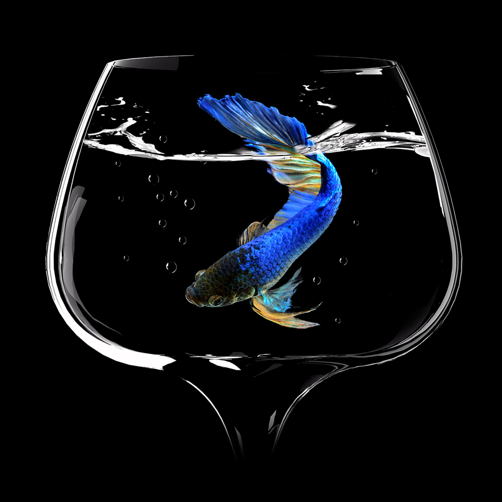 Photo Wallpaper Betta Fish Dance - Marine Biology - HD Wallpaper 