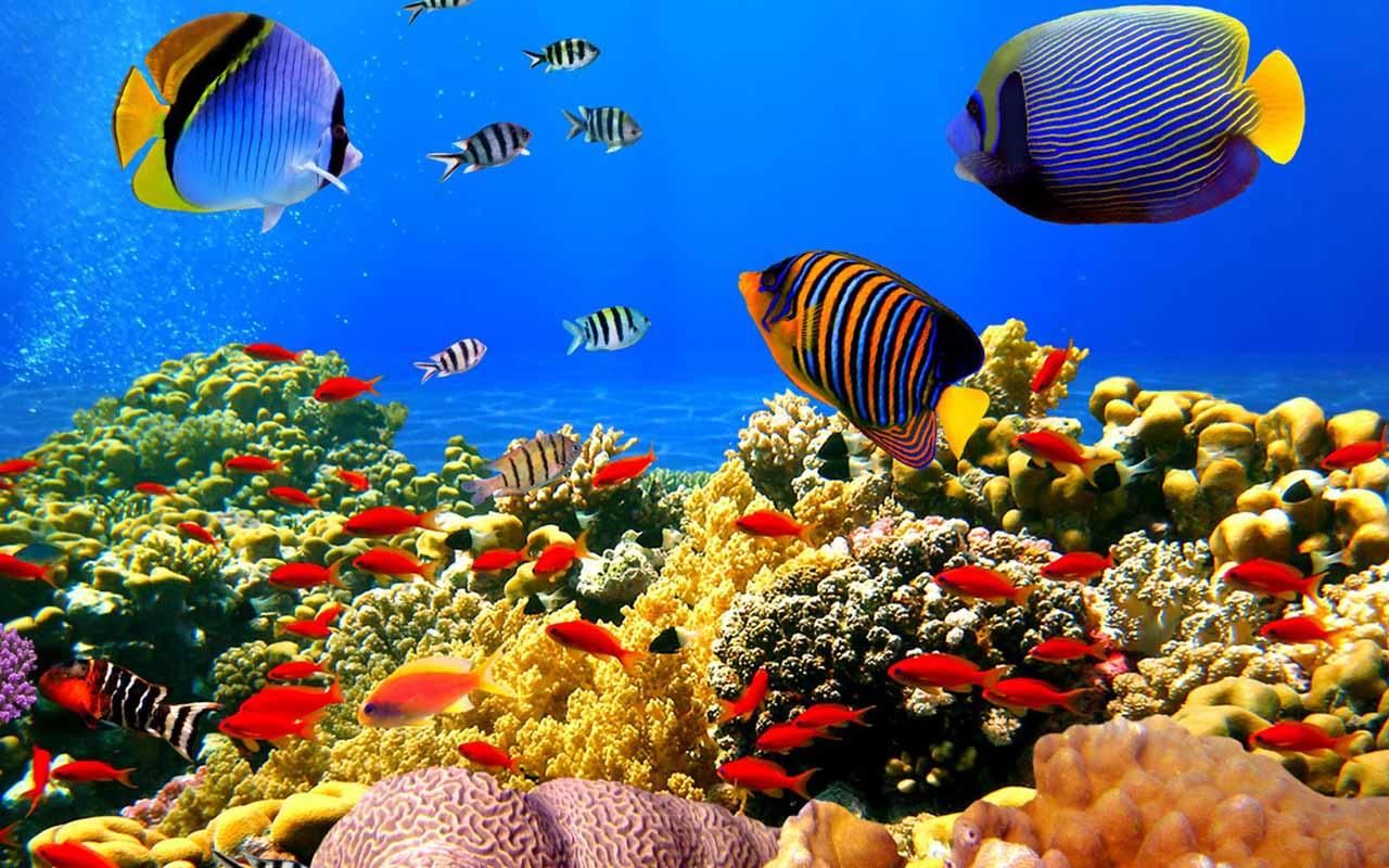 5d Aquarium Live Wallpaper Download - Colorful Fishes - 1280x800 Wallpaper  