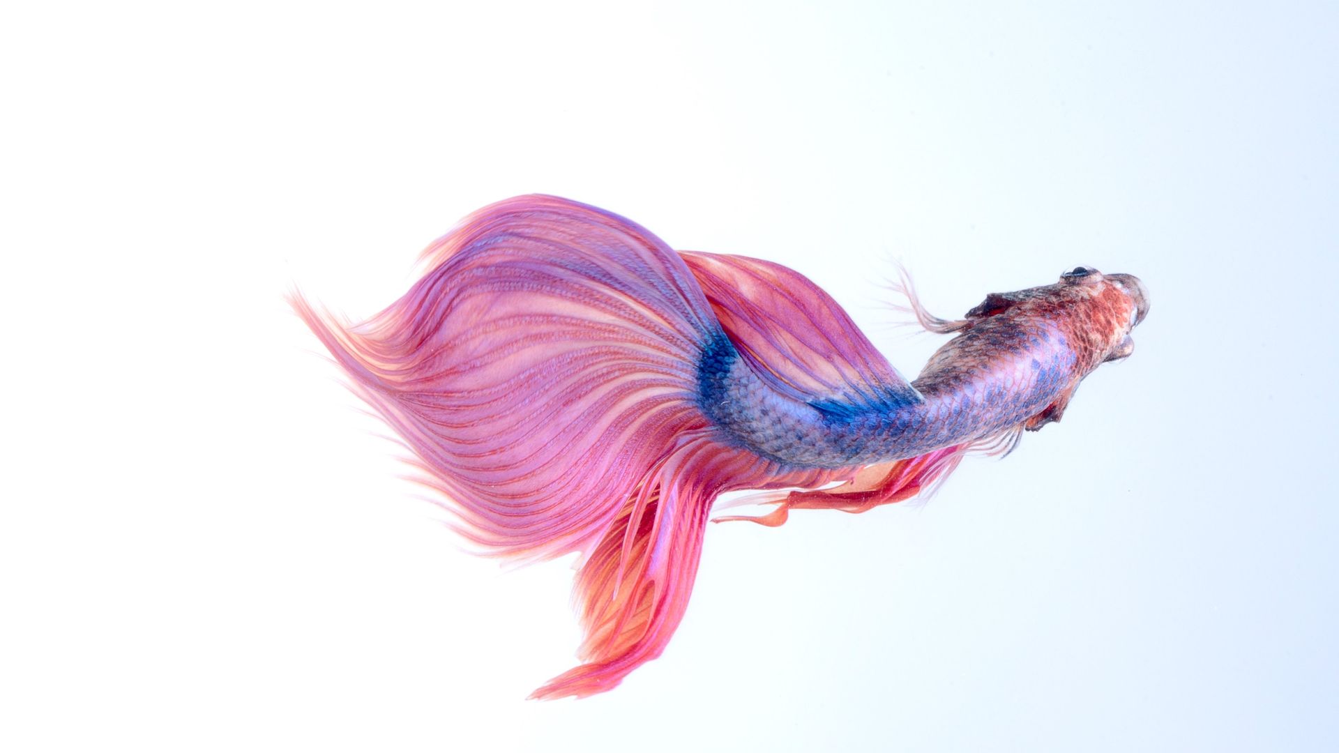 Pink Blue Siamese Fighting Fish - Betta Fish Wallpaper Pink - HD Wallpaper 