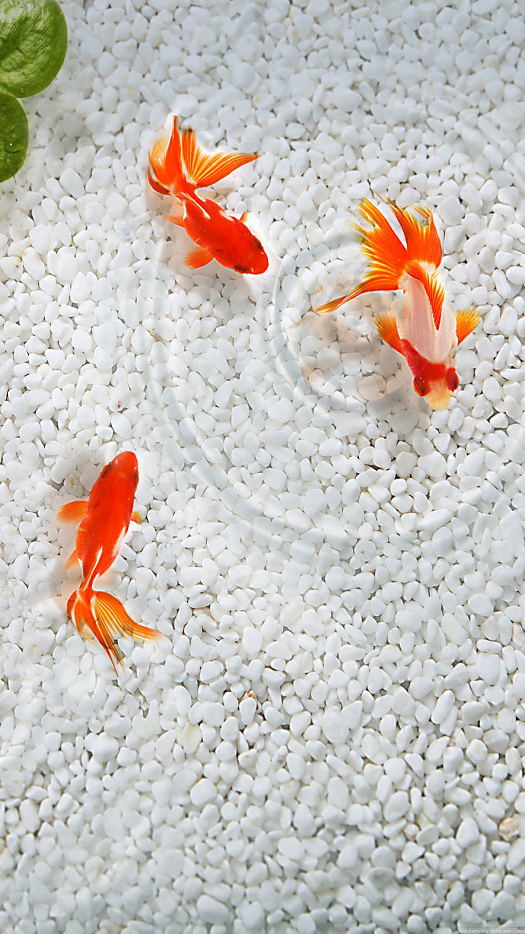 Japanese Fish Wallpaper Wp4006072 
 Data Src Koi Fish - Gold Fish - HD Wallpaper 