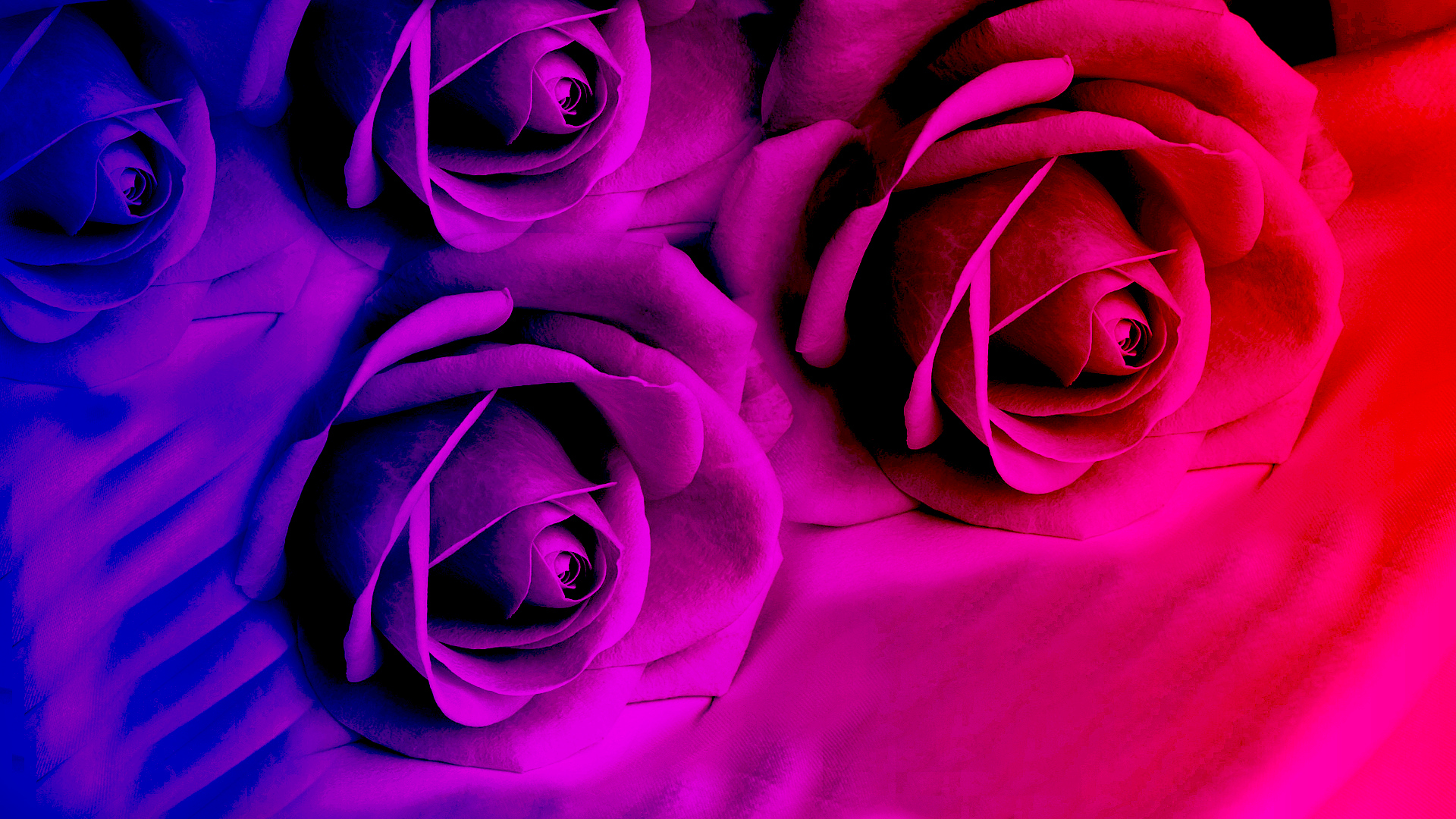 Bright Colored Flowers - HD Wallpaper 