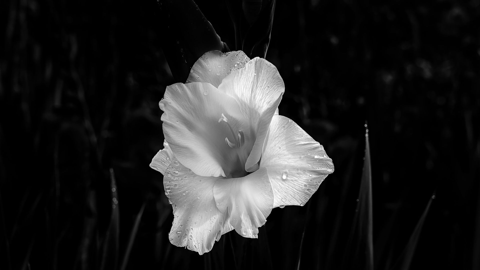White Gladiolus Flower With Black Background - Frases Para Blanco Y Negro - HD Wallpaper 