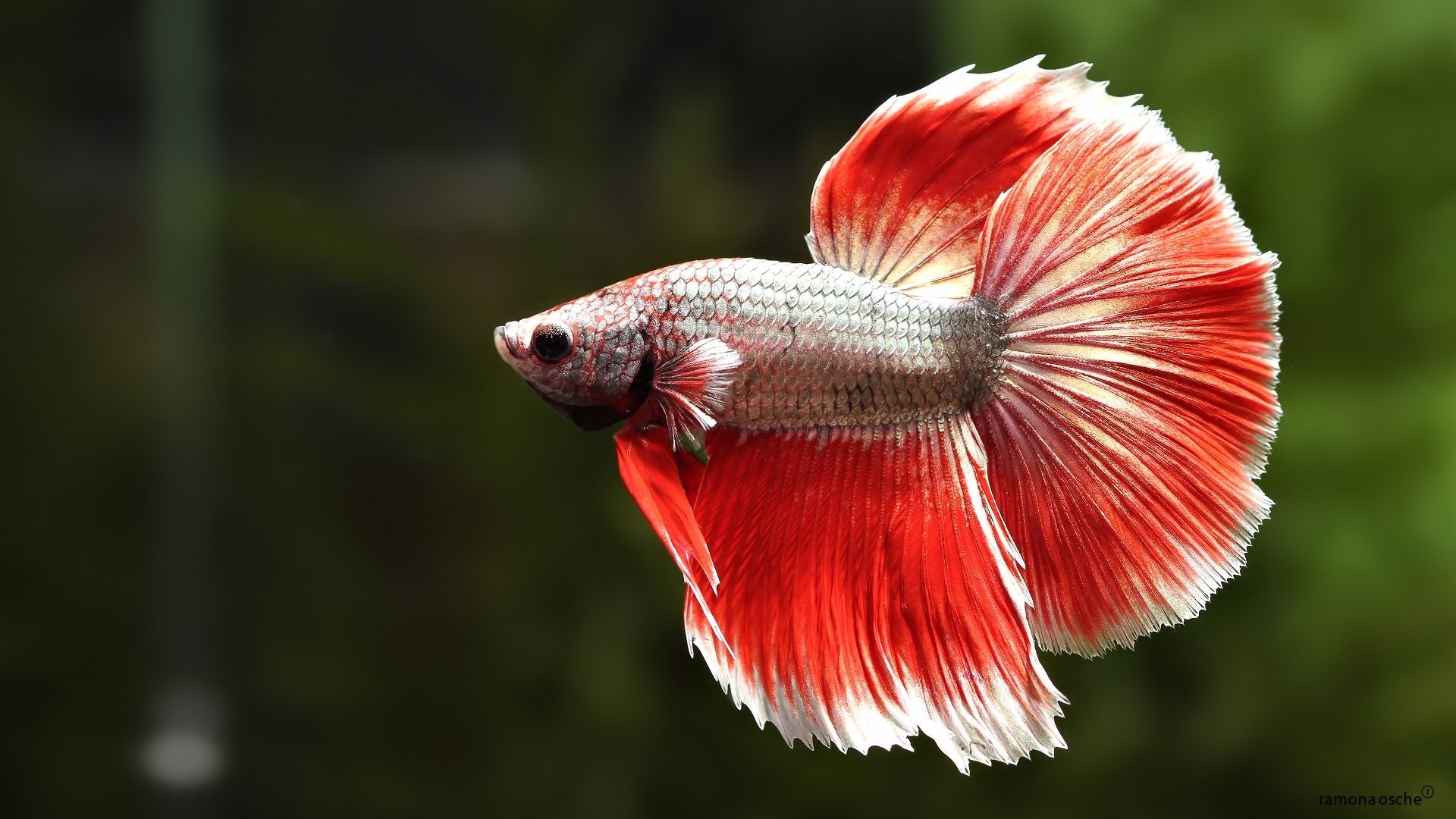 Wiki Hd Betta Fish Images Pic Wpc009630 
 Data Src - Ikan Cupang Hias Hd - HD Wallpaper 