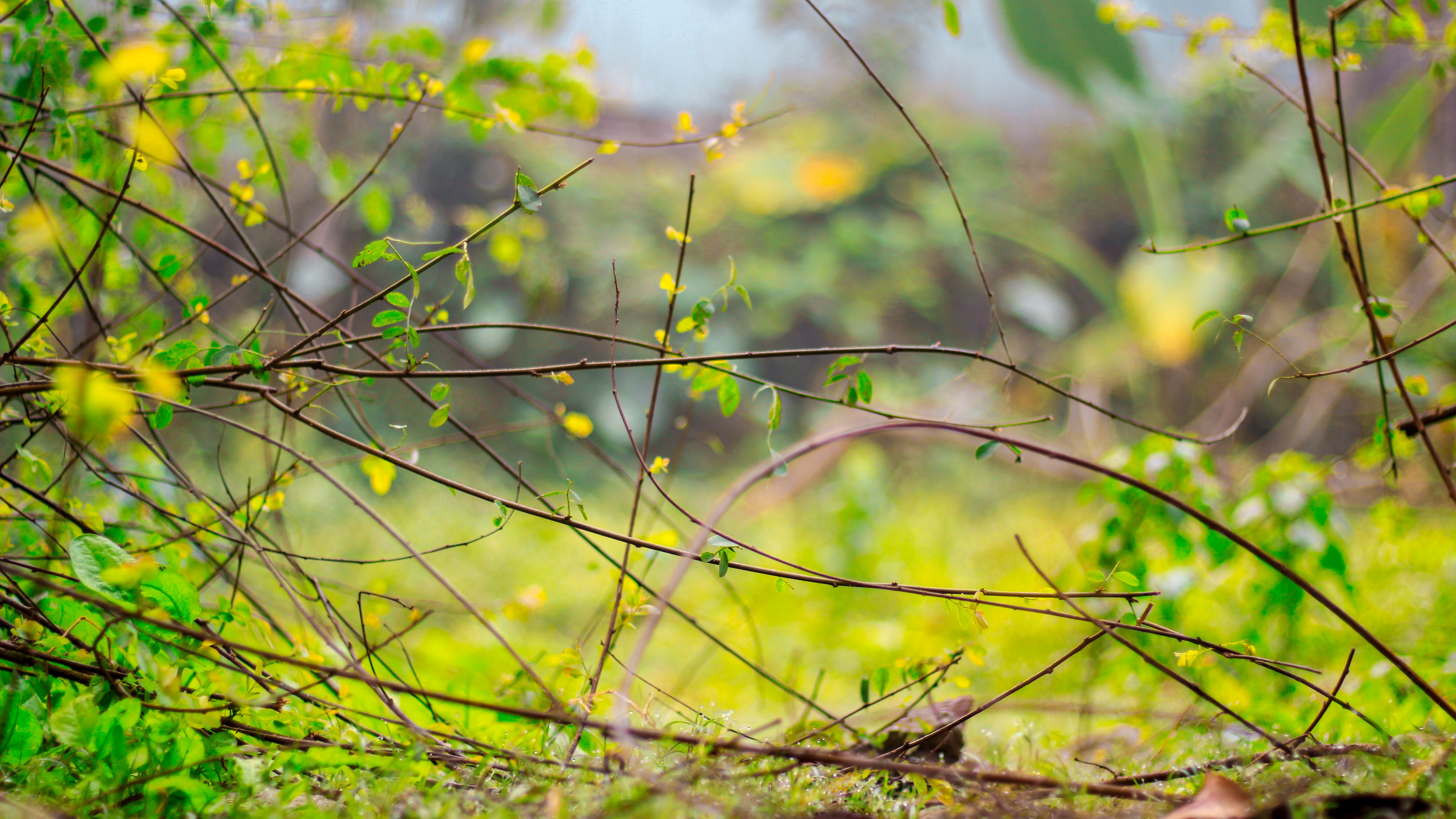 Grass - HD Wallpaper 