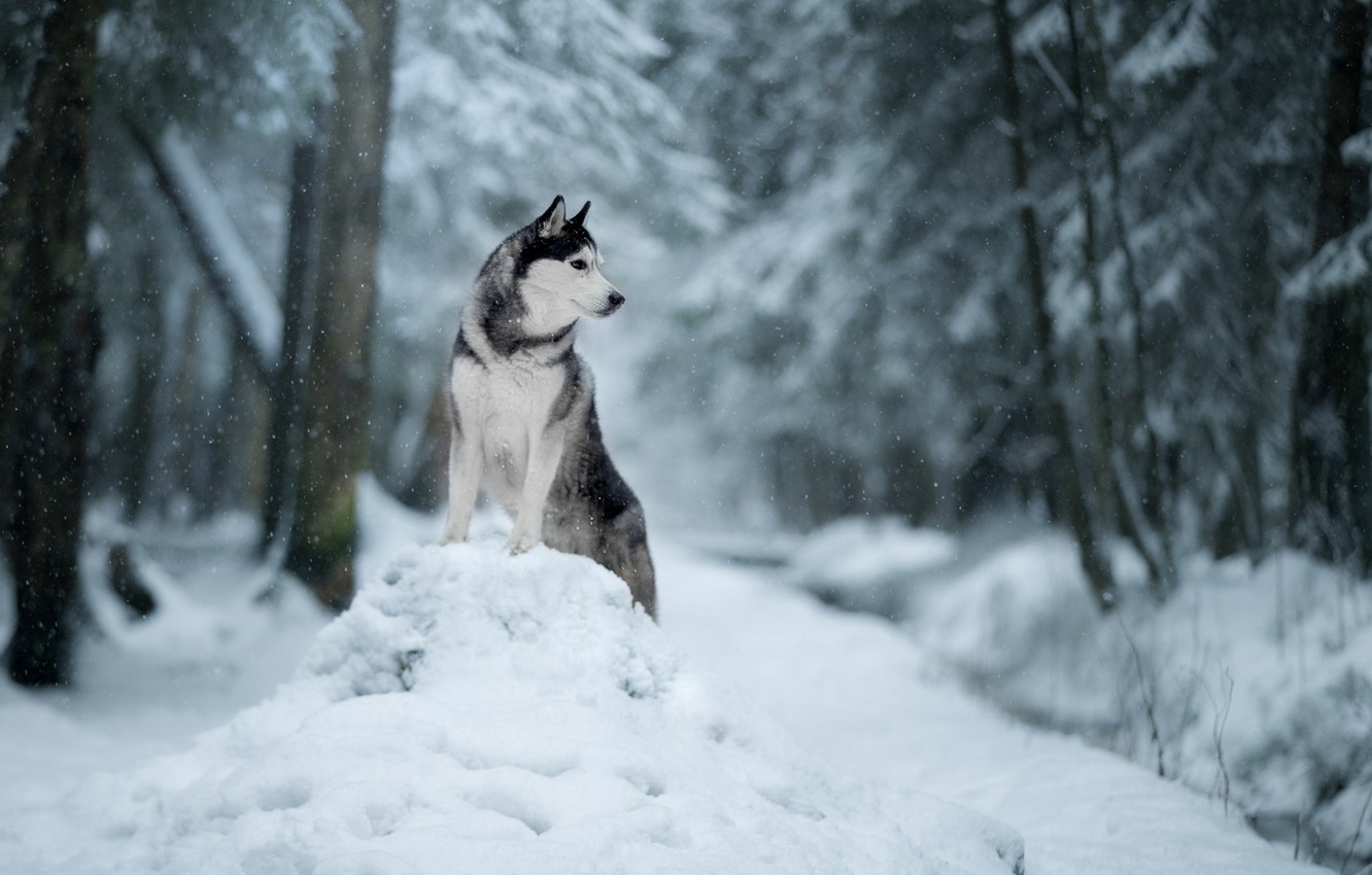 Photo Wallpaper Winter, Snow, Nature, Dog, The Snow, - Husky Wallpaper In Snow - HD Wallpaper 