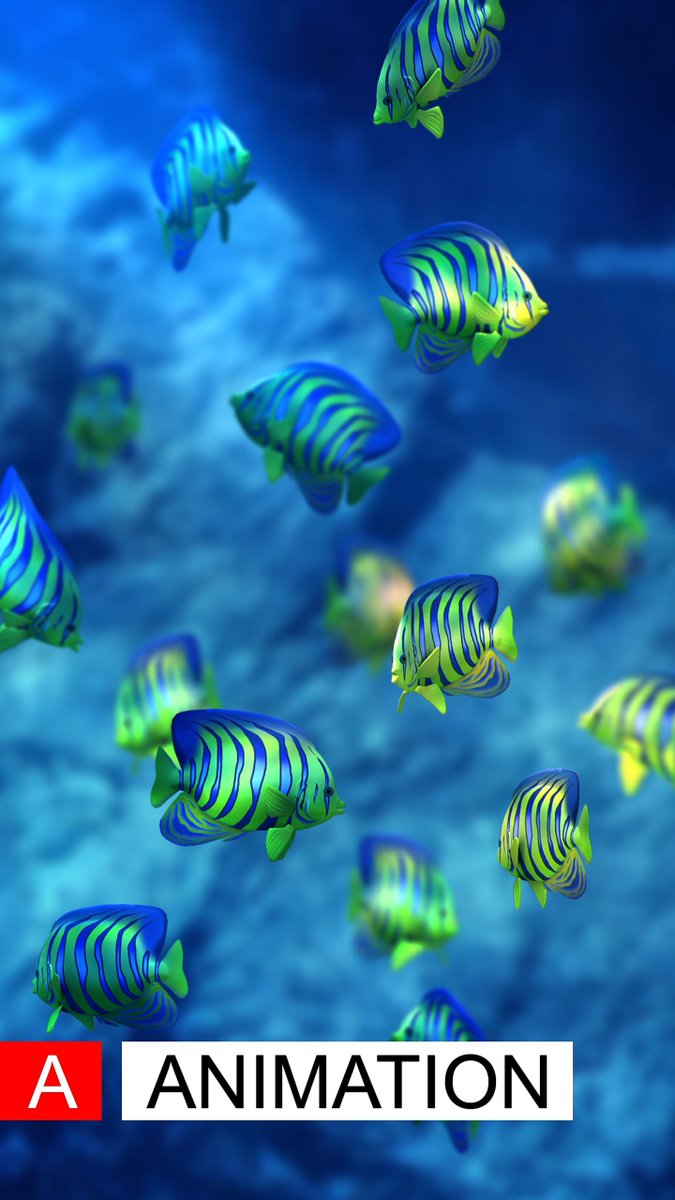 Coral Reef Fish - HD Wallpaper 