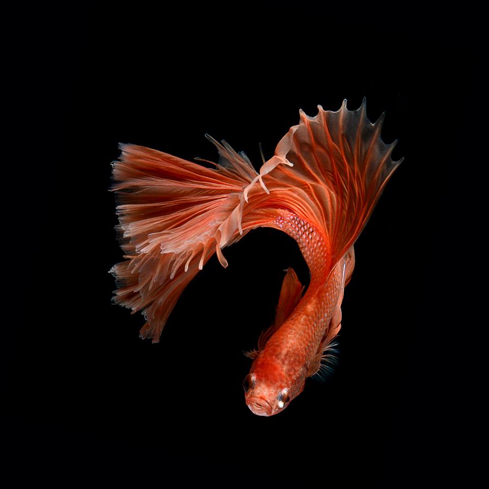Betta Fish 3d Live Wallpaper - Fantasy Fire Fish - 960x960 Wallpaper