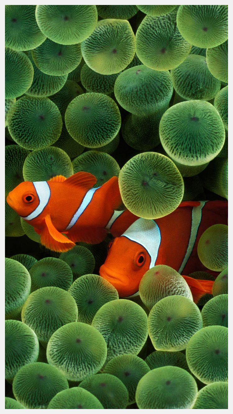 Clown Fish Wallpaper Iphone - HD Wallpaper 